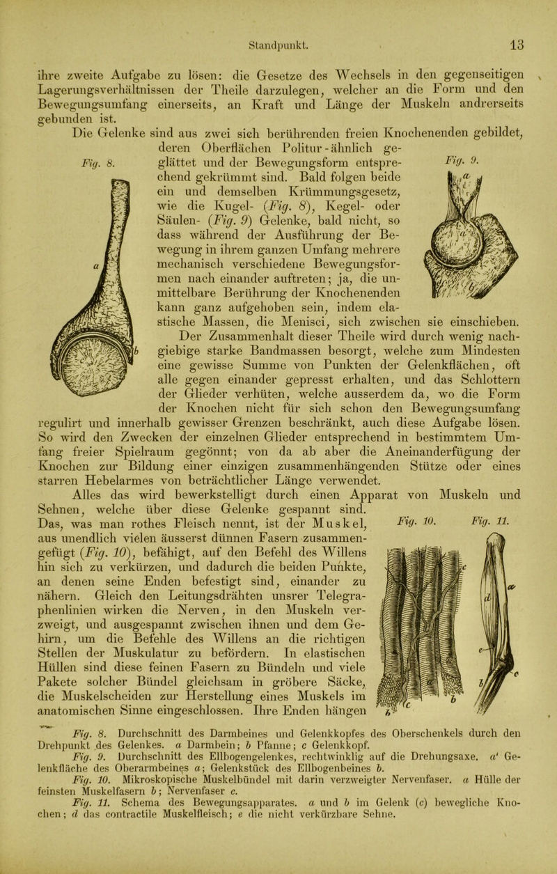 ihre zweite Aufgabe zu lösen: die Gesetze des Wechsels in den gegenseitigen Lagerungsverhältnissen der Theile darzulegen, welcher an die Form und den Bewegungsumfang einerseits, an Kraft und Länge der Muskeln andrerseits gebunden ist. Die Gelenke sind aus zwei sich berührenden freien Knochenenden gebildet, deren Oberflächen Politur-ähnlich ge- Fig. 8. glättet und der Bewegungsform entspre- chend gekrümmt sind. Bald folgen beide ein und demselben Krümmungsgesetz, wie die Kugel- {Fig. 8), Kegel- oder Säulen- {Fig. 9) Gelenke, bald nicht, so dass während der Ausführung der Be- wegung in ihrem ganzen Umfang mehrere mechanisch verschiedene Bewegungsfor- men nach einander auftreten; ja, die un- mittelbare Berührung der Knochenenden kann ganz aufgehoben sein, indem ela- stische Massen, die Menisci, sich zwischen sie einschieben. Der Zusammenhalt dieser Theile wird durch wenig nach- giebige starke Bandmassen besorgt, welche zum Mindesten eine gewisse Summe von Punkten der Gelenkflächen, oft alle gegen einander gepresst erhalten, und das Schlottern der Glieder verhüten, welche ausserdem da, wo die Form der Knochen nicht für sich schon den Bewegungsumfang regulirt und innerhalb gewisser Grenzen beschränkt, auch diese Aufgabe lösen. So wird den Zwecken der einzelnen Glieder entsprechend in bestimmtem Um- fang freier Spielraum gegönnt; von da ab aber die Aneinanderfügung der Knochen zur Bildung einer einzigen zusammenhängenden Stütze oder eines starren Hebelarmes von beträchtlicher Länge verwendet. Alles das wird bewerkstelligt durch einen Apparat von Muskeln und Sehnen, welche über diese Gelenke gespannt sind. Das, was man rothes Fleisch nennt, ist der Muskel, aus unendlich vielen äusserst dünnen Fasern zusammen- gefügt {Fig. 10), befähigt, auf den Befehl des Willens hin sich zu verkürzen, und dadurch die beiden Punkte, an denen seine Enden befestigt sind, einander zu nähern. Gleich den Leitungsdrähten unsrer Telegra- phenlinien wirken die Nerven, in den Muskeln ver- zweigt, und ausgespannt zwischen ihnen und dem Ge- hirn, um die Befehle des Willens an die richtigen Stellen der Muskulatur zu befördern. In elastischen Hüllen sind diese feinen Fasern zu Bündeln und viele Pakete solcher Bündel gleichsam in gröbere Säcke, die Muskelscheiden zur Herstellung eines Muskels im anatomischen Sinne eingeschlossen. Ihre Enden hängen Fig. 11. Fig. 8. Durchschnitt des Darmbeines und Gelenkkopfes des Oberschenkels durch den Drehpunkt des Gelenkes, a Darmbein; b Pfanne; c Gelenkkopf. Fig. 9. Durchschnitt des Ellbogengelenkes, rechtwinklig auf die Drehungsaxe. a1 Ge- lenkfläche des Oberarmbeines a-, Gelenkstück des Ellbogenbeines b. Fig. 10. Mikroskopische Muskelbündel mit darin verzweigter Nervenfaser, a Hülle der feinsten Muskelfasern b; Nervenfaser c. Fig. 11. Schema des Bewegungsapparates, a und b im Gelenk (c) bewegliche Kno- chen; d das contractile Muskelfleisch; e die nicht verkürzbare Sehne.