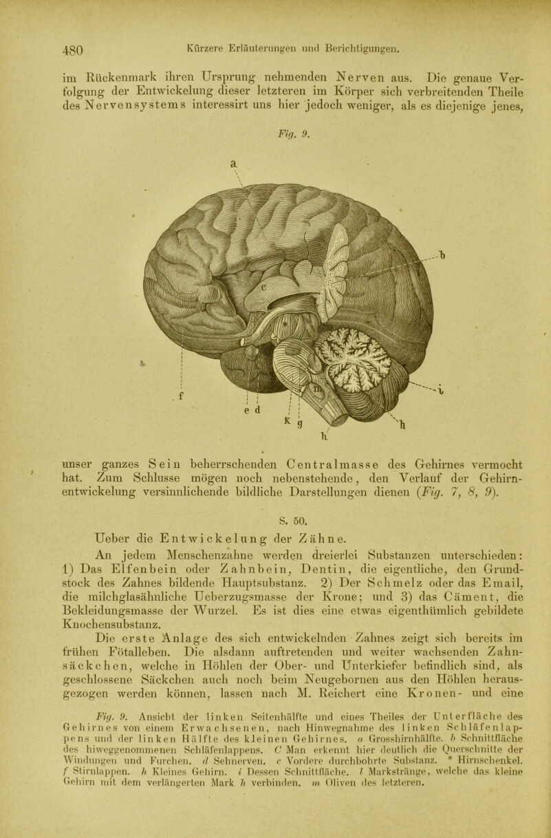 im Rückenmark ihren Ursprung nehmenden Nerven aus. Die genaue Ver- folgung der Entwickelung dieser letzteren im Körper sich verbreitenden Theile des Nervensystems interessirt uns hier jedoch weniger, als es diejenige jenes, Fig. 9. unser ganzes Sein beherrschenden Centralmasse des Gehirnes vermocht hat. Zum Schlüsse mögen noch nebenstehende, den Verlauf der Gehirn- entwickelung versinnlichende bildliche Darstellungen dienen (Fig. 7, <8, 9). S. 50, Ueber die Entwickelung der Zähne. An jedem Menschenzahne werden dreierlei Substanzen unterschieden: 1) Das Elfenbein oder Zahnbein, Dentin, die eigentliche, den Grund- stock des Zahnes bildende Hauptsubstanz. 2) Der Schmelz oder das Email, die milchglasähnliche Ueberzugsmasse der Krone; und 3) das Cäment, die Bekleidungsmasse der Wurzel. Es ist dies eine etwas eigenthümlich gebildete Knochensubstanz. Die erste Anlage des sich entwickelnden Zahnes zeigt sich bereits im frühen Fötalleben. Die alsdann auftretenden und weiter wachsenden Zahn- säckchen, welche in Höhlen der Ober- und Unterkiefer befindlich sind, als geschlossene Säckchen auch noch beim Neugebornen aus den Höhlen heraus- gezogen werden können, lassen nach M. Reichert eine Kronen- und eine Fig. 9. Ansicht der linken Seitenhälfte und eines Theiles der Unterfläche des Gehirnes von einem Erwachsenen, nach Hinwegnahme des linken Schläfenlap- pens und der linken Hälfte des kleinen Gehirnes, a Grosshirnhälfte, b Schnittfläche des hiweggenommenen Schläfenlappens. C Man erkennt hier deutlich die Querschnitte der Windungen und Furchen, d Sehnerven, c Vordere durchbohrte Substanz. * Hirnschenkel. f Stirnlappen, h Kleines Gehirn, i Dessen Schnittfläche. / Markstränge, welche das kleine Gehirn mit dem verlängerten Mark h verbinden, m Oliven des letzteren.