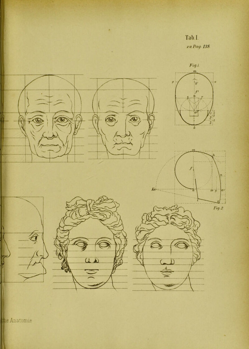 Tab I /.u Patf-138. Flgi. nv / iie Anatomie