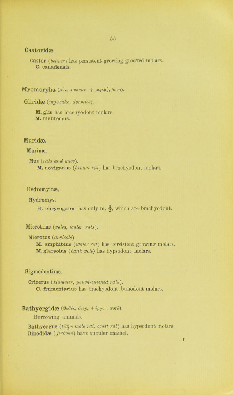 Castoridae. Castor (bearer) has persistent growing grooved molars. C. canadensis. Myomorpha (/dir, a mouse, + pop(f)i], form). Gliridas (myo.riche, dormice). M. glis has brachyodont molars. M. melitensis. Muridae. Murinae. Mus (rats and mice). M. noviganus (brown rat) has brachyodont molars. Hydromyinae. Hydromys. H. chrysogater has only in. %, which are brachyodont. Microtinae (voles, mater rats). Mierotus (arvicole). M. amphibius (water rat) has persistent growing molars. M. glareolus (hank vole) has hypsodont molars. Sigmodontinse. Cricetus (Hamster, pouch-cheeked rats). C. frumentarius has brachyodont, bunodont molars. Bathyergidae (jia&vs, deep, +epyov, work). Burrowing animals. Bathyergus (Cape mole rat, coast rat) has hypsodont molars. Dipodidae (jerboas) have tubular enamel.