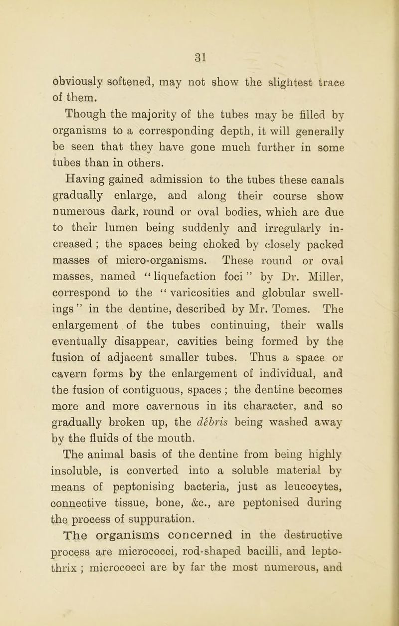 obviously softened, may not show the slightest trace of them. Though the majority of the tubes may be filled by organisms to a corresponding depth, it will generally be seen that they have gone much further in some tubes than in others. Having gained admission to the tubes these canals gradually enlarge, and along their course show numerous dark, round or oval bodies, which are due to their lumen being suddenly and irregularly in- creased ; the spaces being choked by closely packed masses of micro-organisms. These round or oval masses, named “ liquefaction foci ” by Dr. Miller, correspond to the “ varicosities and globular swell- ings ” in the dentine, described by Mr. Tomes. The enlargement of the tubes continuing, their walls eventually disappear, cavities being formed by the fusion of adjacent smaller tubes. Thus a space or cavern forms by the enlargement of individual, and the fusion of contiguous, spaces ; the dentine becomes more and more cavernous in its character, and so gradually broken up, the clehris being washed away by the fluids of the mouth. The animal basis of the dentine from being highly insoluble, is converted into a soluble material by means of peptonising bacteria, just as leucocytes, connective tissue, bone, &c., are peptonised during the process of suppuration. The organisms concerned in the destructive process are micrococci, rod-shaped bacilli, and lepto- thrix ; micrococci are by far the most numerous, and