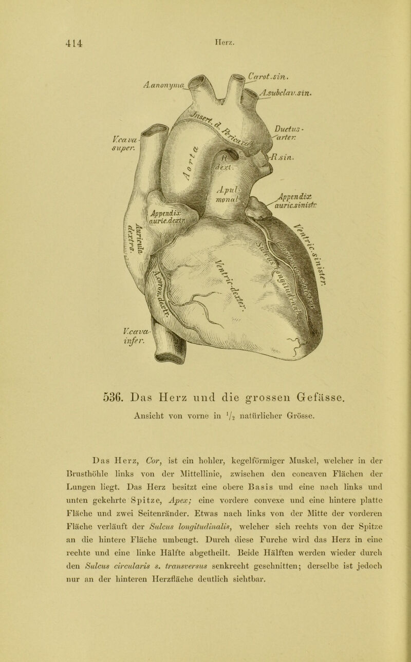 Jmt \ AppendixA w*4m Vea va super. Ca rot .sin. A. su bcla v. s in. Ductus - arter. .sin. Appendix auric.simistr A.anonyma (gfpii Vectra. nrfer. 536. Das Herz und die grossen Gefasse. Ansicht von vorne in l/o natürlicher Grösse. Das Herz, Cor; ist ein hohler, kegelförmiger Muskel, welcher in der Brusthöhle links von der Mittellinie, zwischen den concaven Flächen der Lungen liegt. Das Herz besitzt eine obere Basis und eine nach links und unten gekehrte Spitze, Apex; eine vordere convexe und eine hintere platte Fläche und zwei Seitenränder. Etwas nach links von der Mitte der vorderen Fläche verläuft der Sulcus longituclinalis, welcher sich rechts von der Spitze an die hintere Fläche umbeugt. Durch diese Furche wird das Herz in eine rechte und eine linke Hälfte abgetheilt. Beide Hälften werden wieder durch den Sulcus circularis s. transversus senkrecht geschnitten- derselbe ist jedoch nur an der hinteren Ilerzflächc deutlich sichtbar.