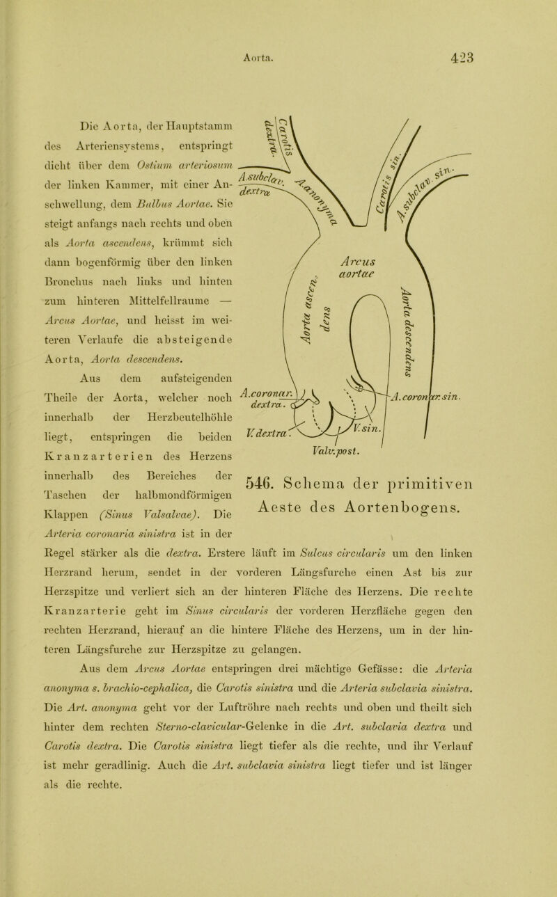Die Aorta, der Hauptstamm des Arteriensystems, entspringt dicht über dem Ostium arteriosum der linken Kammer, mit einer An- de- Schwellung, dem Bulbus Aortae. Sic steigt anfangs nach rechts und oben als Aorta asccndens, krümmt sich dann bogenförmig; über den linken O O Bronchus nach links und hinten zum hinteren Mittelfellraume — Arcus Aortae, und heisst im wei- teren Verlaufe die absteigende Aorta, Aorta descendens. Aus dem aufsteigenden Theile der Aorta, welcher noch Axoronar.)) dextra. ^ y innerhalb der Herzbeutelhöhle liegt, entspringen die beiden Kranzarterien des Herzens innerhalb des Bereiches der Taschen der Klappen (Sinus Valsalvae). Die Arteria coronaria sinistra ist in der A. Coronet/: sin. V dextra'. Valu. post halbmondförmigen 546. Schema der primitiven Aeste des Aortenbogens. Regel stärker als die dextra. Ersterc läuft im Sulcus circularis um den linken Herzrand herum, sendet in der vorderen Längsfurche einen Ast bis zur Herzspitze und verliert sich an der hinteren Fläche des Herzens. Die rechte Kranzarterie geht im Sinus circularis der vorderen Herzfläche gegen den rechten Herzrand, hierauf an die hintere Fläche des Herzens, um in der hin- teren Längsfurche zur Herzspitze zu gelangen. Aus dem Arcus Aortae entspringen drei mächtige Glefässe: die Arteria anonyma s. bracläo-cephalica, die Carotis sinistra und die Arteria subclavia sinistra. Die Art. anonyma geht vor der Luftröhre nach rechts und oben und tlieilt sich hinter dem rechten Sterno-clavicular-Gelenke in die Art. subclavia dextra und Carotis dextra. Die Carotis sinistra liegt tiefer als die rechte, und ihr Verlauf ist mehr geradlinig. Auch die Art. subclavia sinistra liegt tiefer und ist länger als die rechte.