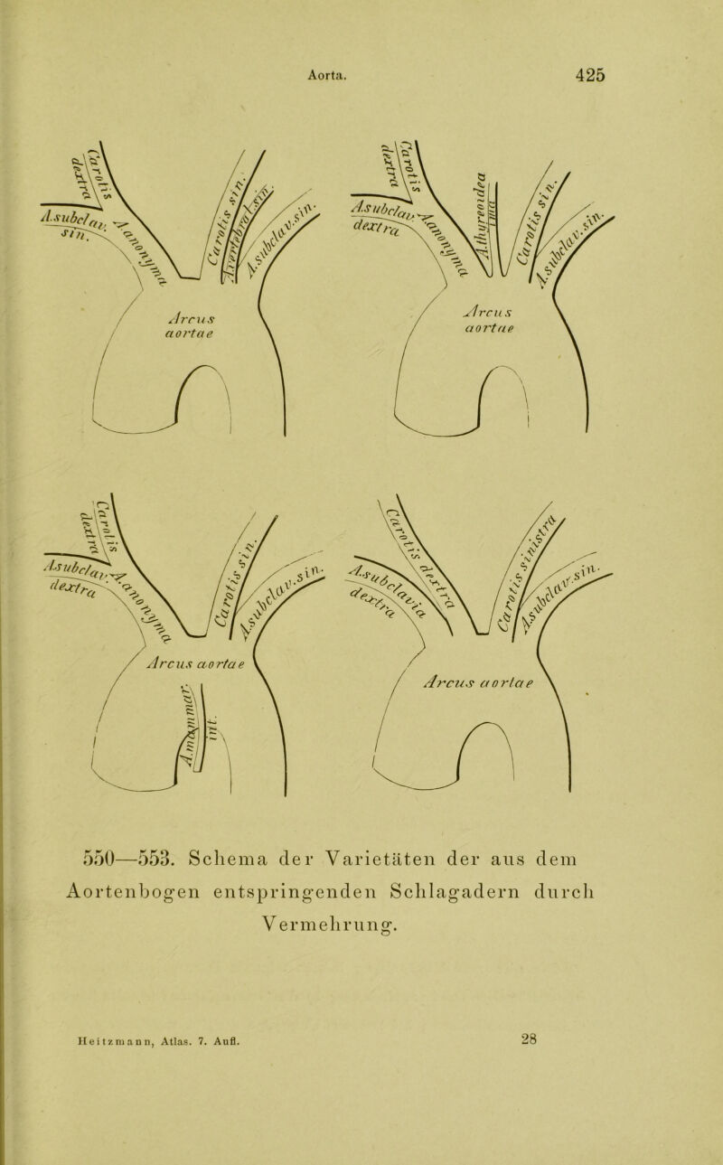 550—55B. Schema der Varietäten der aus dem Aortenbogen entspringenden Schlagadern durch V ermehrung. Heitzmann, Atlas. 7. Aufl. 28