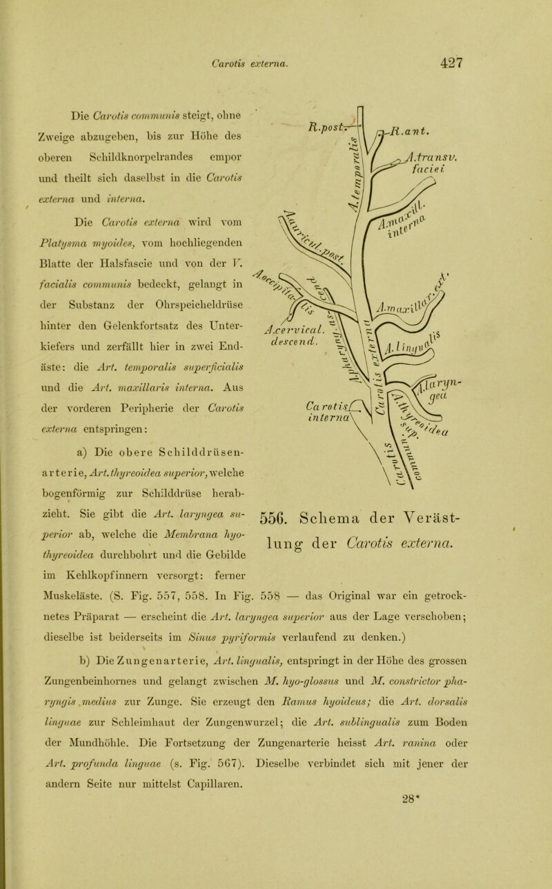 H.post-r- R.ant. Jl.trans v, faciei J.cerviral, cle.s'cc n ri. Cci roti-S interna 'fiunj’i- ‘ 9ea Die Carotis communis steigt, olme Zweige abzugeben, bis zur Höhe des oberen Schildknorpelrandes empor und tlieilt sich daselbst in die Carotis externa und interna. Die Carotis externa wird vom Platysma myoides, vom hochliegenden Blatte der Halsfascie und von der V. facialis communis bedeckt, gelangt in der Substanz der Ohrspeicheldrüse hinter den Gelenkfortsatz des Unter- kiefers und zerfällt hier in zwei End- äste: die Art. temporalis superficialis und die Art. maxillaris interna. Aus der vorderen Peripherie der Carotis externa entspringen: a) Die obere Schilddrüsen- arterie, Art. thyreoülea superior, welche bogenförmig zur Schilddrüse herab- zieht. Sie gibt die Art. laryngea su- perior ab, welche die Membrana hyo- i thyreoülea durchbohrt und die Gebilde im Kehlkopfinnern versorgt: ferner Muskeläste. (S. Fig. 557, 558. In Fig. 558 — das Original war ein getrock- netes Präparat — erscheint die Art. larynyea superior aus der Lage verschoben; dieselbe ist beiderseits im Sinus pyrifiormis verlaufend zu denken.) b) DieZungenarterie, Art. lingualis, entspringt in der Höhe des grossen Zungenbeinhornes und gelangt zwischen M. hyo-glossus und M. constrictor pha- ryngis medius zur Zunge. Sie erzeugt den Ramus hyoideus; die Art. dorsalis linguae zur Schleimhaut der Zungen Wurzel; die Art. sublingualis zum Boden der Mundhöhle. Die Fortsetzung der Zungenarterie heisst Art. ranina oder Art. profunda linguae (s. Fig. 5G7). Dieselbe verbindet sich mit jener der andern Seite nur mittelst Capillaren. 556. Schema der Veräst- lung der Carotis externa. O 28*