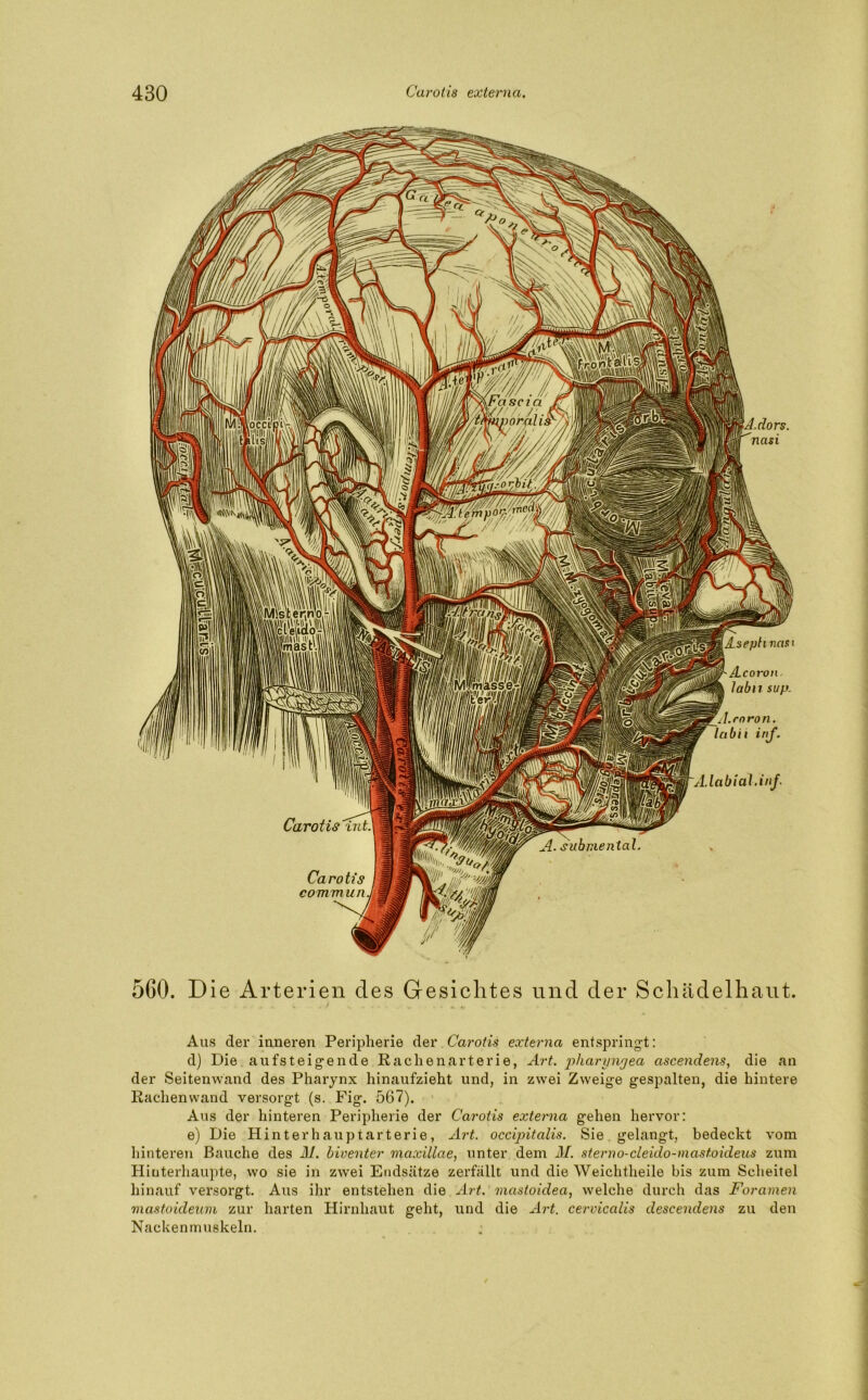 }A.dors. 'nasi 5G0. Die Arterien cles Gesichtes und der Schädelhaut. Aus der inneren Peripherie der Carotis externa entspringt: d) Die aufsteigende Rachenarterie, Art. pharyngea ascendens, die an der Seitenvvand des Pharynx hinaufzieht und, in zwei Zweige gespalten, die hintere Rachenwand versorgt (s. Fig. 567). Aus der hinteren Peripherie der Carotis externa gehen hervor: e) Die Hinterhauptarterie, Art. occipitalis. Sie. gelangt, bedeckt vom hinteren Bauche des M. biventer maxillae, unter dem M. sterno-cleido-mastoideus zum Hinterhaupte, wo sie in zwei Endsätze zerfällt und die Weichtheile bis zum Scheitel hinauf versorgt. Aus ihr entstehen die Art. mastoidea, welche durch das Foramen mastoideum zur harten Hirnhaut geht, und die Art. cervicalis descendens zu den Nackenmuskeln.