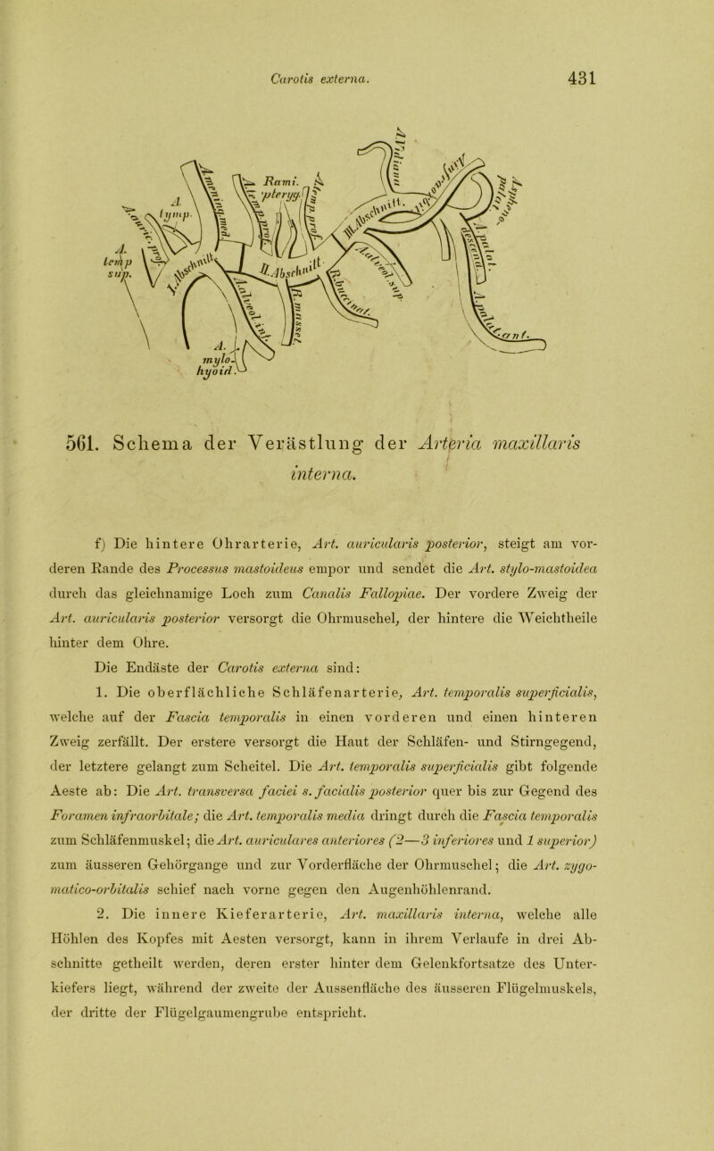561. Schema der Verästlung der Artßria maxülaris interna. f) Die hintere Ohrarterie, Art. auricularis posterior, steigt am vor- deren Rande des Processus mcistoicleus empor und sendet die Art. stylo-mastoiclea durch das gleichnamige Loch zum Canalis Fallopiae. Der vordere Zweig der Art. auricularis posterior versorgt die Ohrmuschel, der hintere die Weichtheile hinter dem Ohre. Die Endäste der Carotis externa sind: 1. Die oberflächliche Schläfenarterie, Art. temporalis superficialis, welche auf der Fascia temporalis in einen vorderen und einen hinteren Zweig zerfällt. Der erstere versorgt die Haut der Schläfen- und Stirngegend, der letztere gelangt zum Scheitel. Die Art. temporalis superficialis gibt folgende Aeste ab: Die Art. transversa fiaciei s. facialis posterior quer bis zur Gegend des Foramen infraorbitale; die Art. temporalis meclia dringt durch die Fascia temporalis zum Schläfenmuskel; die Art. ciuriculares anteriores (2—3 inferiores und 1 superior) zum äusseren Gehörgange und zur Vorderfläche der Ohrmuschel; die Art. zygo- matico-orbitalis schief nach vorne gegen den Augenhöhlenrand. 2. Die innere Kieferarterie, Art. maxillaris interna, welche alle Höhlen des Kopfes mit Aesten versorgt, kann in ihrem Verlaufe in drei Ab- schnitte getheilt werden, deren erster hinter dem Gelenkfortsatze des Unter- kiefers liegt, während der zweite der Aussenfläche des äusseren Flügelmuskels, der dritte der Flügelgaumengrube entspricht.