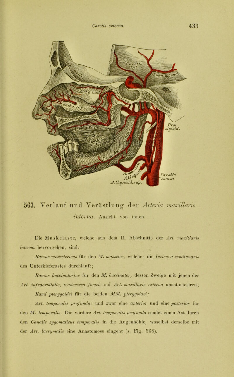Verlauf und Verästlung der Arteria maxillaris interna. Ansicht von innen. Die Muskeläste, welche aus dem II. Abschnitte der Art. maxillaris interna hervorgehen, sind: Ramus massetericus für den M. masseter, welcher die Incisura semilunaris des Unterkieferastes durchläuft; Ramus buccinatorius für den M. buccinator, dessen Zweige mit jenen der Art. infraorbitalis, transversa faciei und Art. maxillaris externa anastomosiren; Rami pterygoidei für die beiden MM. pterygoidei; Art. temporales profundae und zwar eine anterior und eine posterior für den M. temporalis. Die vordere Art. temporalis profunda sendet einen Ast durch den Canalis zygomaticus temporalis in die Augenhöhle, woselbst derselbe mit der Art. lacrymalis eine Anastomose eingeht (s. Fig. 508).
