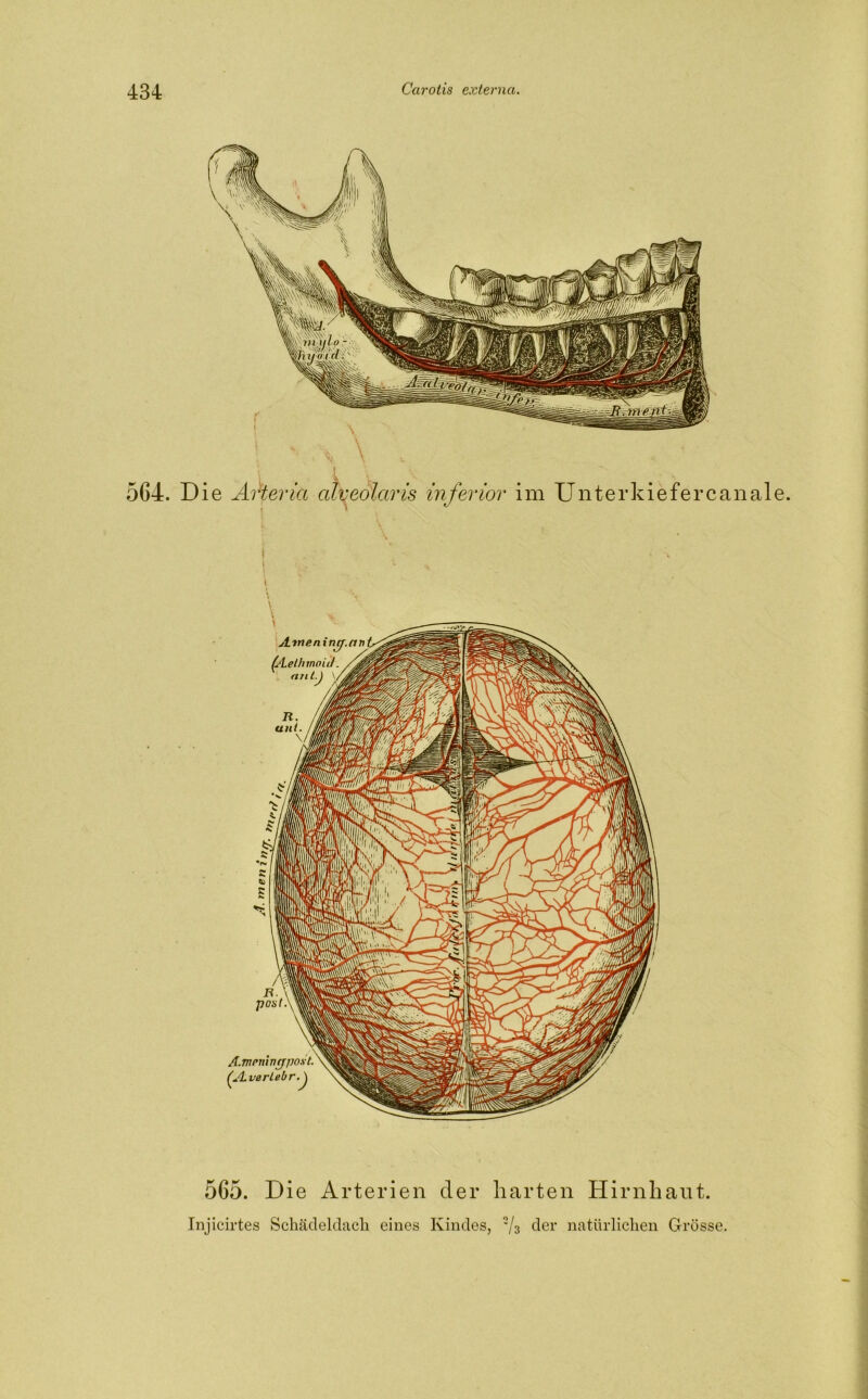 \ 564. Die Artericc aheolctris inferior im Unterkiefercanale. \ j 565. Die Arterien der harten Hirnhaut. Injicirtes Schädeldach eines Kindes, ■/3 der natürlichen Grösse.