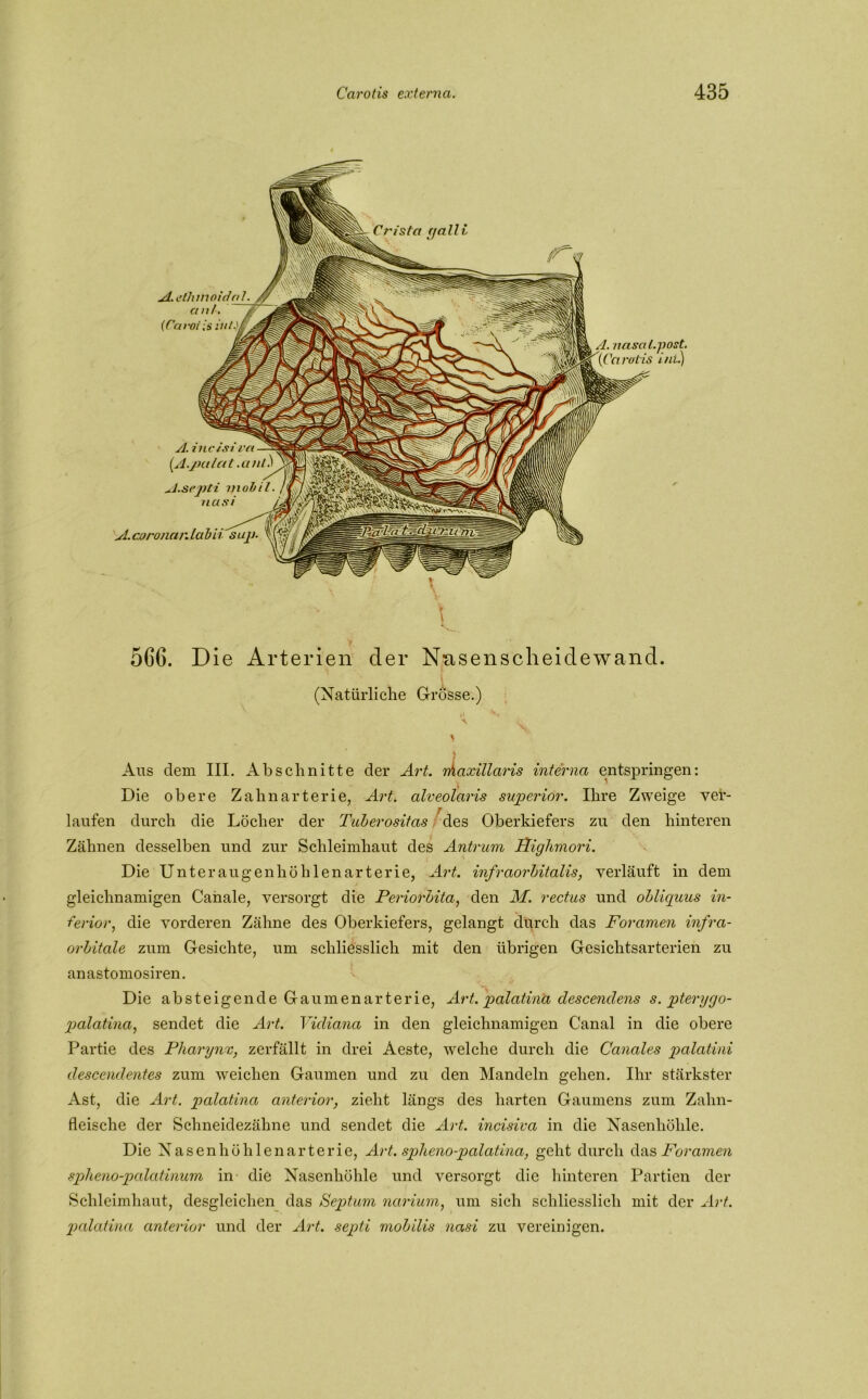 \ 566. Die Arterien der Nnsenscheidewand. (Natürliche Grosse.) Aus dem III. Abschnitte der Art. maxillaris interna entspringen: Die obere Zahnarterie, Art. alveolaris superiör. Ihre Zweige ver- laufen durch die Löcher der Tuberositas des Oberkiefers zu den hinteren Zähnen desselben und zur Schleimhaut des Antrum Fighmori. Die Unteraugenhöh len arterie, Art. infraorbitalis, verläuft in dem gleichnamigen Canale, versorgt die Periorbita, den M. rectus und obliquus in- ferior, die vorderen Zähne des Oberkiefers, gelangt durch das Foramen infra- orbitale zum Gesichte, um schliesslich mit den übrigen Gesichtsarterien zu anastomosiren. Die absteigende Gaumenarterie, Art. palatina descenclens s. pterygo- palatina, sendet die Art. Vidiana in den gleichnamigen Canal in die obere Partie des Pharynx, zerfällt in drei Aeste, welche durch die Canales palatini descendentes zum weichen Gaumen und zu den Mandeln gehen. Ihr stärkster Ast, die Art. palatina anterior, zieht längs des harten Gaumens zum Zahn- fleische der Schneidezähne und sendet die Art. incisiva in die Nasenhöhle. Die Nasenhöhlenarterie, Art. spheno-palatina, geht durch das Foramen spheno-palatinum in die Nasenhöhle und versorgt die hinteren Partien der Schleimhaut, desgleichen das Septum narium, um sich schliesslich mit der Art. palatina anterior und der Art. septi mobilis nasi zu vereinigen. isla r/all v A.ethmoidal. an/. (Carotis im nasctlpost. rol is i/ii.) A. coroneinLabil sup. A. incisiva (A.palat .ttnC A.septi mobil, nasi
