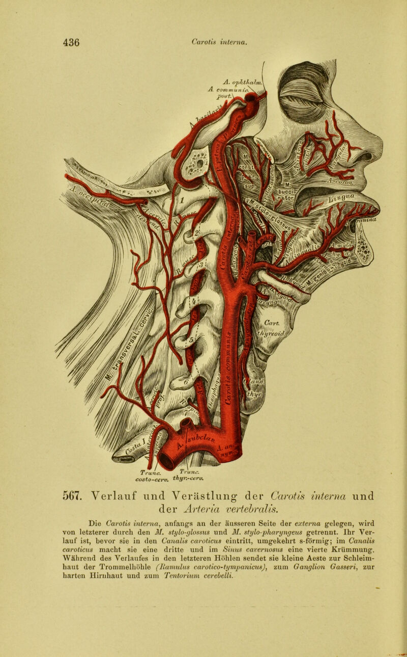Tru.no. Trume, costo—ccrv. ihijr.-eerv. 5G7. Verlauf und Verästlung der Carotis interna und der Arteria vertebral is. Die Carotis interna, anfangs an der äusseren Seite der externa gelegen, wird von letzterer durch den M. stylo-glossus und M. stylo-pharyngeus getrennt. Ihr Ver- lauf ist, bevor sie in den Canalis caroticus eintritt, umgekehrt s-förmig; im Canalis caroticus macht sie eine dritte und im Sinus cavernosus eine vierte Krümmung. Während des Verlaufes in den letzteren Höhlen sendet sie kleine Aeste zur Schleim- haut der Trommelhöhle (liamulus carotico-tympanicus), zum Ganglion Gasseri, zur harten Hirnhaut und zum Territorium cerebelli.