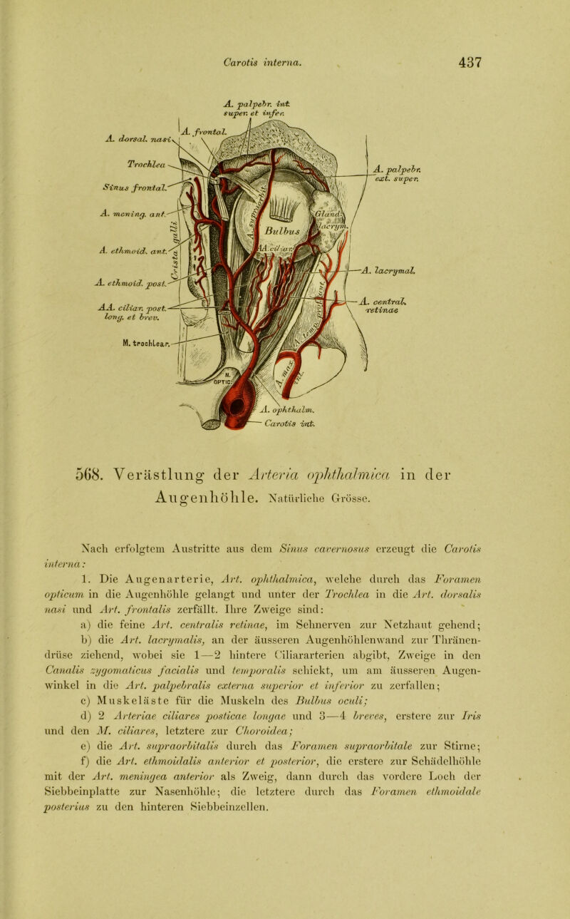 A. palpehr. int super, et ivfer. A dorsal. nasi 1 vl. frontal. M. troclilear. Carotis wetz Trochlea Sinus frontal. A. palpebr, ext. super. A. inert ine/, ant. A. ethm.oid. ant. A. ethmoid. post. AA. ciliar, post, lortg. et bvev. A.. lacrymal. A. central. 'retinae 568. Verästlung“ der Arteria oplitlialmica in Augenhöhle. Natürliche Grösse. der Nach erfolgtem Austritte aus dem Sinus cavernosus erzeugt die Carotis interna : 1. Die Augenarter ie, Art. oplitlialmica, welche durch das Foramen opticum in die Augenhöhle gelangt und unter der Trochlea in die Art. dorsalis nasi und Art. frontalis zerfällt. Ihre Zweige sind: a) die feine Art. centralis retinae, im Sehnerven zur Netzhaut gehend; b) die Art. lacrymalis, an der äusseren Augenhöhlen wand zur Thräncn- drüse ziehend, wobei sie 1—2 hintere Ciliararterien abgibt, Zweige in den Canalis zygomaticus facialis und ternporalis schickt, um am äusseren Augen- winkel in die Art. palpehralis externa superior et inferior zu zerfallen; c) Muskeläste für die Muskeln des Bulbus oculi; d) 2 Arteriae ciliares posticcie longae und 3—4 breves, erstere zur Iris und den M. ciliares, letztere zur Choroidea; e) die Art. supraorbitalis durch das Foramen supraorbitale zur Stirne; f) die Art. ethmoidalis anterior et posterior, die erstere zur Schädelhöhle mit der Art. meningea anterior als Zweig, dann durch das vordere Loch der Siebbcinplatte zur Nasenhöhle; die letztere durch das Foramen etlimoidale posterius zu den hinteren Siebbeinzellen.