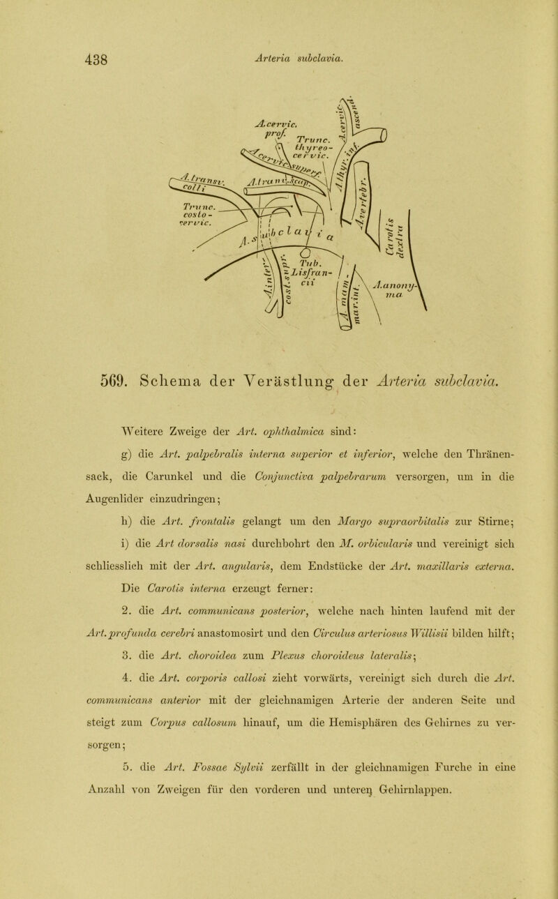 569. Schema d er Verästlung der Arteria subclavia. Weitere Zweige der Art. ophthalmica sind: g) die Art. palpebraUs interna superior et inferior, welche den Thränen- sack, die Carunkel und die Conjunctiva palpebrarum versorgen, um in die Augenlider einzudringen; h) die Art. frontalis gelangt um den Margo supraorbital-is zur Stirne; i) die Art clorsalis nasi durchbohrt den M. orbicularis und vereinigt sich schliesslich mit der Art. angularis, dem Endstücke der Art. maxillaris externa. Die Carotis interna erzeugt ferner: 2. die Art. communicans posterior, welche nach hinten laufend mit der Art.profunda cerebri anastomosirt und den Circulus arteriosus Willisii bilden hilft; 3. die Art. choroidea zum Plexus clxoroideus lateralis; 4. die Art. corporis callosi zieht vorwärts, vereinigt sich durch die Art. communicans anterior mit der gleichnamigen Arterie der anderen Seite und steigt zum Corpus callosum hinauf, um die Hemisphären des Gehirnes zu ver- sorgen ; 5. die Art. Fossae Sylvii zerfällt in der gleichnamigen Furche in eine Anzahl von Zweigen für den vorderen und untere^ Gehirnlappen.
