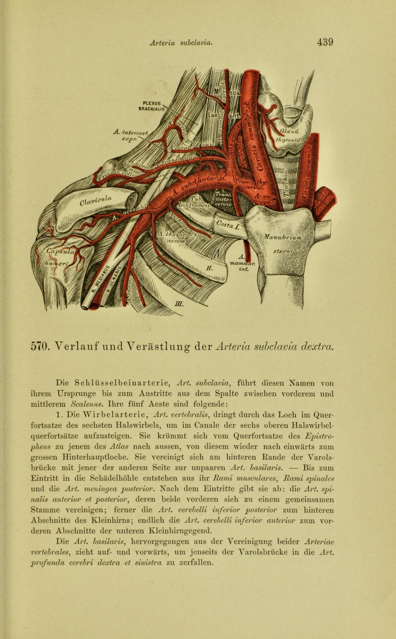 570. Verlauf und Verästlung der Arteria subclavia clextra. Die Schlüsselbeinarterie, Art. subclavia, führt diesen Namen von ihrem Ursprünge bis zum Austritte aus dem Spalte zwischen vorderem und mittlerem Scalenus. Ihre fünf Aeste sind folgende: 1. Die Wirbelarterie, Art. vertebralis, dringt durch das Loch im Quer- fortsatze des sechsten Halswirbels, um im Canale der sechs oberen Halswirbel- qu er fort siitze aufzusteigen. Sie krümmt sich vom Querfortsatze des Epistro- pheus zu jenem des Atlas nach aussen, von diesem wieder nach einwärts zum grossen Hinterhauptloche. Sie vereinigt sich am hinteren Rande der Varols- brücke mit jener der anderen Seite zur unpaaren Art. basilaris. — Bis zum Eintritt in die Schädelhöhle entstehen aus ihr Rami musculares, Rami spinales und die Art. menincjea posterior. Nach dem Eintritte gibt sie ab: die Art. spi- nalis anterior et posterior, deren beide vorderen sich zu einem gemeinsamen Stamme vereinigen; ferner die Art. cerebelli inferior posterior zum hinteren Abschnitte des Kleinhirns; endlich die Art. cerebelli inferior anterior zum vor- deren Abschnitte der unteren Kleinhirngegend. Die Art. basilaris, hervorgegangen aus der Vereinigung beider Arteriae vertebrales, zieht auf- und vorwärts, um jenseits der Varolsbrücke in die Art. profunda cerebri clextra et sinistra zu zerfallen.