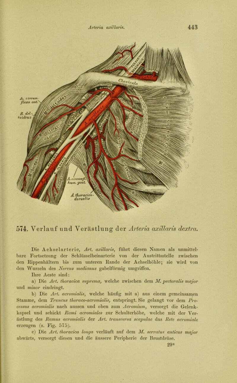 yZ/vl'rp(\vXft 'cgxaxoidrm mMm. Jl. circwn flexa avt. R. del- toideus A. ccrcumjL h/win. -post. A.ihoracico dorsalis 574. Verlauf und Verästlung der Arteria axillaris dextra. Die Achselarterie, Art. axillaris, führt diesen Namen als unmittel- bare Fortsetzung der Schlüsselbeinarterie von der Austrittsstelle zwischen den Rippenhältern bis zum unteren Rande der Achselhöhle; sie wird von den Wurzeln des Nervus medianus gabelförmig umgriffen. Ihre Aeste sind: a) Die Art. thoracica suprema, welche zwischen dem M. pectoralis major und minor eindringt. b) Die Art. acromialis, welche häufig mit a) aus einem gemeinsamen Stamme, dem Truncus thoraco-acromialis, entspringt. Sie gelangt vor dem Pro- cessus acromialis nach aussen und oben zum Acromium, versorgt die Gelenk- kapsel und schickt llami acromiales zur Schulterhöhe, welche mit der Ver- ästlung des Ramus acromialis der Art. transversa scapulae das Rete acromiale erzeugen (s. Fig. 575). c) Die Art. thoracica longa verläuft auf dem M. serratus anticus major abwärts, versorgt diesen und die äussere Peripherie der Brustdrüse. 29*