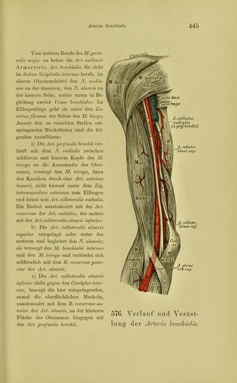 Vom unteren Rande des M.pecto- ralis major an heisst die Art. axillaris Armarterie, Art. brachialis. Sic zieht im Sulcus bicipitalis internus herab, im oberen Oberarmdrittel den N. media- nus an der äusseren, den i\T. ulnaris an der inneren Seite, weiter unten in Be- gleitung; zweier Venae brachiales. Im Ellbogenbuge geht sie unter den La- certus fibrosus der Sehne des J\T. biceps. Ausser den an variablen Stellen ent- springenden Muskelästen sind die fol- genden anzuführen: a) Die Art. profunda brachii ver- läuft mit dem N. radialis zwischen mittlerem und kurzem Kopfe des M. triceps an die Aussenseite des Ober- armes, versorgt den M. triceps, dann den Knochen durch eine Art. nutrien-s humeri, zieht hierauf unter dem Lig. intermusculare externum zum Ellbogen und heisst nun Art. collateralis radialis. Ein Endast anastomosirt mit der Art. recurrens der Art. radialis; der andere mit der Art. collateralis ulnaris inferior. b) Die Art. collateralis ulnaris superior entspringt nahe unter der ersteren und begleitet den N. ulnaris; sie versorgt den M. brachialis internus und den M. triceps und verbindet sich schliesslich mit dem R. recurrens poste- rior der Art. ulnaris. c) Die Art. collateralis ulnaris inferior zieht gegen den Condylus inter- nus,, besorgt die hier entspringenden, zumal die oberflächlichen Muskeln, anastomosirt mit dem R. recurrens an- terior der Art. ulnaris, an der hinteren Fläche des Oberarmes hingegen mit der Art. prof unda brachii. coli ater- radialis prof. brachii) rollatcr. ulnar, eup. . collatcr. ulnar, inj. 57G. Verlauf und Veräst- lung der Allier ia brachialis.