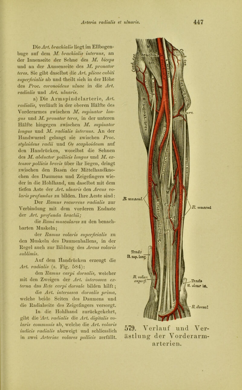 DieHrtf. brachialis liegt im Ellbogen- buge auf dem M. brachialis internus, an der Innenseite der Sehne des M. biceps und an der Aussenseite des M. pronator teres. Sie gibt daselbst die Art. plicae cubiti superficialis ab und theilt sich in der Höhe des Proc. coronoideus ulnae in die Art. radialis und Art. ulnaris. a) Die Armspindelarterie, Art. radialis, verläuft in der oberen Hälfte des Vorderarmes zwischen M. supinator lon- gus und M. pronator teres, in der unteren Hälfte hingegen zwischen M. supinator longus und M. radialis internus. An der Handwurzel gelangt sie zwischen Proc. styloideus radii und Os scaplioideum auf den Handrücken, woselbst die Sehnen des M. abcluctor pollicis longus und M. ex- tensor pollicis brevis über ihr liegen, dringt zwischen den Basen der Mittelhandkno- chen des Daumens und Zeigefingers wie- der in die Ilohlhand, um daselbst mit dem tiefen Aste der Art. ulnaris den Arcus vo- larisprofundus zu bilden. Ihre Aeste sind: Der Ramus recurrens radialis zur Verbindung mit dem vorderen Endaste der Art. profunda brcichii; die Rami musculares zu den benach- barten Muskeln; der Ramus volaris superficialis zu den Muskeln des Daumenballens, in der Regel auch zur Bildung des Arcus volaris sublimis. Auf dem Handrücken erzeugt die Art. radialis (s. Fig. 584): den Ramus carpi dorsalis, welcher mit den Zweigen der Art. interosseci ex- terna das Rete carpi dorsale bilden hilft; die Art. interossea dorsalis prima, welche beide Seiten des Daumens und die Radialseite des Zeigefingers versorgt. In die Hohlhand zurückgekehrt, gibt die Art. radialis die Art. digitalis vo- laris communis ab, welche die Art. volaris indicis radialis abzweigt und schliesslich in zwei Arteriae volares pollicis zerfällt. 579. Verlauf und Ver- ästlung* der VOrderarm- arterien.