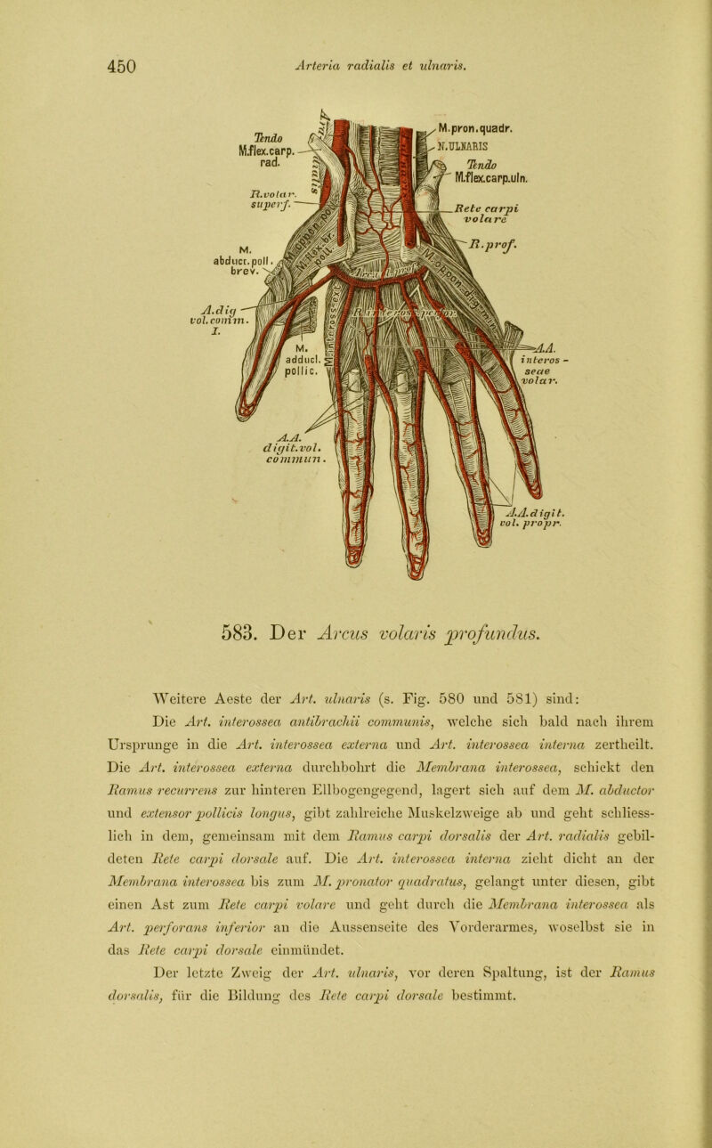 A. cl i(j vol.comm. I. inleros - seae volar. Tendo M.flex.carp. rad. H.volctr. sujicrJ. M. pron.quadr. N. ULMRIS TenÄo rVLflesc.carp.uln. carpt vola rc R.prof. A.A. dicjit.vol. commun. A./l.digi t. vol. propr. 583. Der Arcus volaris profundus. Weitere Aeste der Art. ulnaris (s. Fig. 580 und 581) sind: Die Art. interossea antibracliii communis, welche sich bald nach ihrem Ursprünge in die Art. interossea externa und Art. interossea interna zertheilt. Die Art. interossea externa durchbohrt die Membrana interossea, schickt den Ramus recurrens zur hinteren Ellbogengegend, lagert sich auf dem M. abductor und extensor pollicis lonc/us, gibt zahlreiche Muskelzweige ab und geht schliess- lich in dem, gemeinsam mit dem Ramus carpi dorsalis der Art. raclialis gebil- deten Rete carpi dorsale auf. Die Art. interossea interna zieht dicht an der Membrana interossea bis zum M. pronator quadratus, gelangt unter diesen, gibt einen Ast zum Rete carpi volare und geht durch die Membrana interossea als Art. perforans inferior an die Aussenscitc des Vorderarmes, woselbst sie in das Rete carpi dorsale einmündet. Der letzte Zweig der Art. ulnaris, vor deren Spaltung, ist der Ramus dorsalis, für die Bildung des Rete cctrpi dorsale bestimmt.