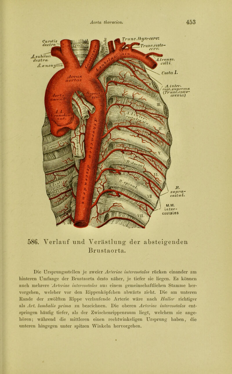 Wraci jlrcus aortao 4orM sr? /t ri glicht a nt- 'Ir llllii w lullt WmBM W^wk ISIl Carotis dextra .J.subclav d extreu A.anovy/aa Trunc.thyr.-cerv: Truvr.costo— ccrv. A. trrnisv. colli Coslct 1. / A. i n Irr- / rosl.supr frnmhsr. r&WSmm iTrunc.a rma. (Tr unc.costo- ccr.vic.) M.M i n t e y - costales supra- coslul. 586. Verlauf und Verästlung der absteigenden Brustaorta. Die Ursprungsstellen je zweier Arteriae intercostales rücken einander am hinteren Umfange der Brustaorta desto näher, je tiefer sie liegen. Es können auch mehrere Arteriae intercostales aus einem gemeinschaftlichen Stamme her- vorgehen, welcher vor den Rippenköpfchen abwärts zieht. Die am unteren Rande der zwölften Rippe verlaufende Arterie wäre nach Haller richtiger als Art. lumhalis jM’ima zu bezeichnen. Die oberen Arteriae intercostales ent- springen häufig tiefer, als der Zwischenrippenraum liegt, welchem sie ange- hören; während die mittleren einen rechtwinkeligen Ursprung haben, die unteren hingegen unter spitzen Winkeln hervorgehen.