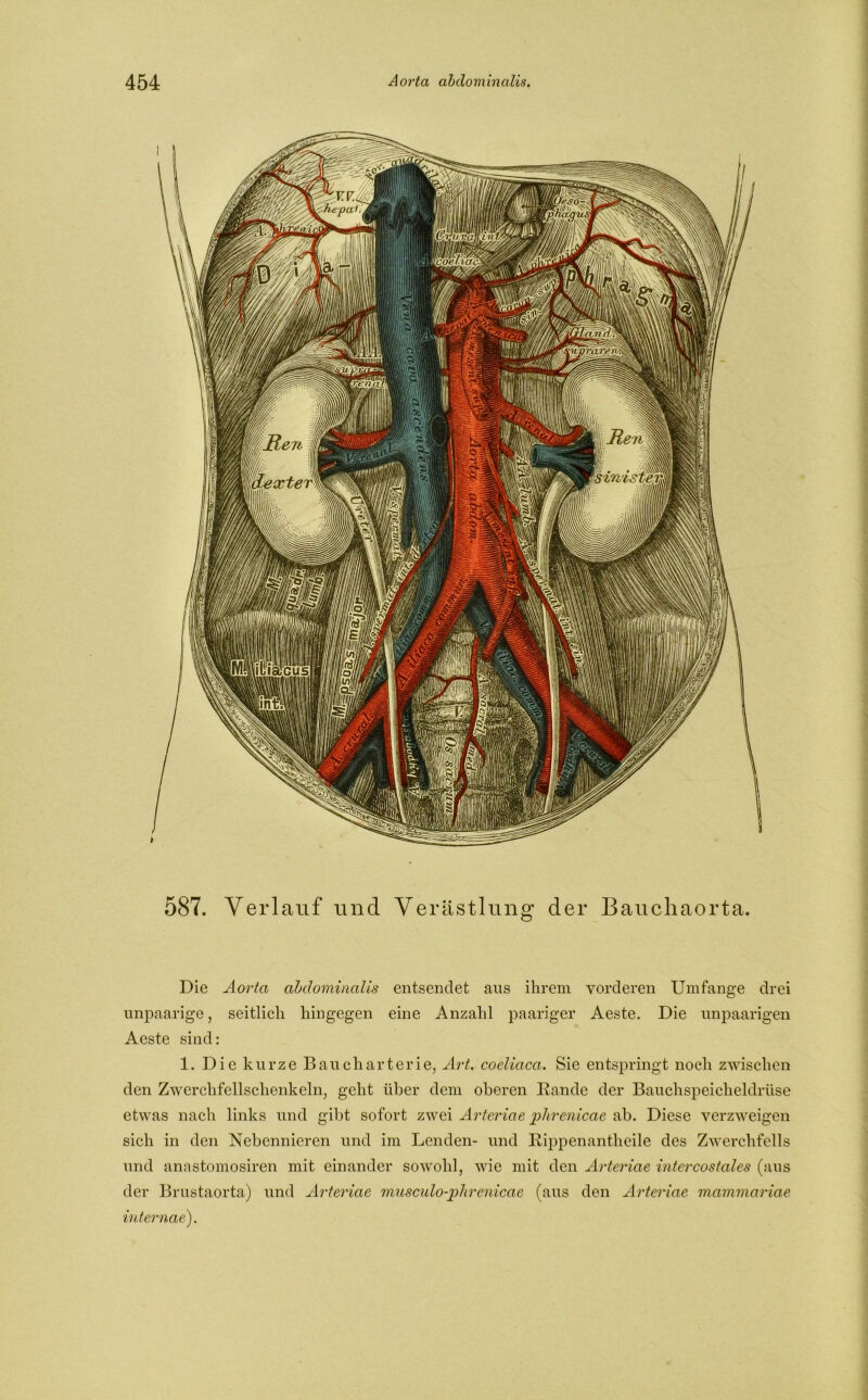 '’WMn föoeZidc. \Gl ct Ministen dexter WüsMs 587. Verlauf und Verästlung der Bauchaorta. Die Aorta abdominalis entsendet aus ihrem vorderen Umfange drei unpaarige, seitlich hingegen eine Anzahl paariger Aeste. Die unpaarigen Aeste sind: 1. Die kurze Baucharterie, Art. coeliaca. Sie entspringt noch zwischen den Zwerchfellschenkeln, geht über dem oberen Rande der Bauchspeicheldrüse etwas nach links und gibt sofort zwei Arteriae phrenicae ab. Diese verzweigen sich in den Nebennieren und im Lenden- und Rippenantheile des Zwerchfells und anastomosiren mit einander sowohl, wie mit den Arteriae intercostales (aus der Brustaorta) und Arteriae musculo-phrenicae (aus den Arteriae mammariae internae).