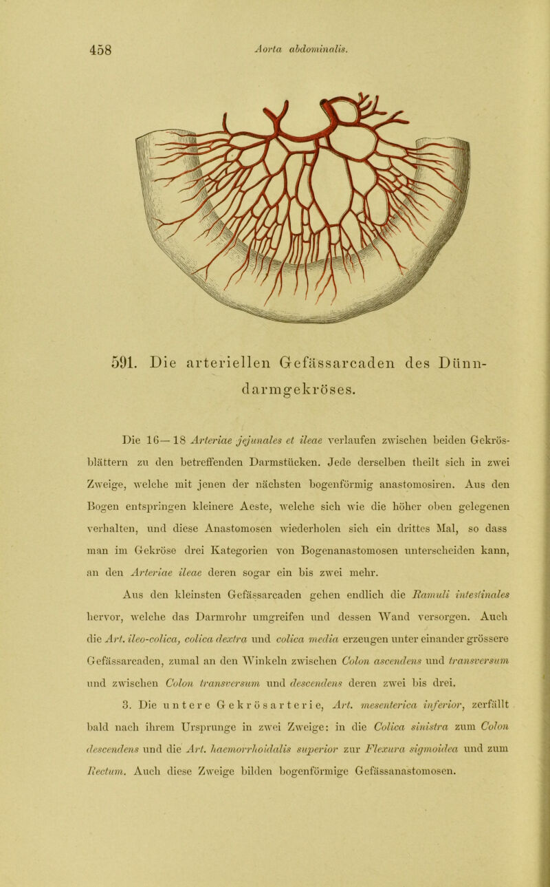 591. Die arteriellen Gefässarcaden des Dünn- darmgekröses. Die 16—18 Arteriae jejunales et ileae verlaufen zwischen beiden Gekrös- blättern zu den betreffenden Darmstücken. Jede derselben tlieilt sich in zwei Zweige, welche mit jenen der nächsten bogenförmig anastomosiren. Aus den Bogen entspringen kleinere Aeste, welche sich wie die höher oben gelegenen verhalten, und diese Anastomosen wiederholen sich ein drittes Mal, so dass man im Gekröse drei Kategorien von Bogenanastomosen unterscheiden kann, an den Arteriae ileae deren sogar ein bis zwei mehr. Aus den kleinsten Gefässarcaden gehen endlich die JRamuli intestinales hervor, welche das Darmrohr umgreifen und dessen Wand versorgen. Auch die Art. ileo-colica, colica dextra und colica media erzeugen unter einander grössere Gefässarcaden, zumal an den Winkeln zwischen Colon ascendens und transversum und zwischen Colon transversum und descendens deren zwei bis drei. 3. Die untere G e k r ö s a r t e r i e, Art. mesenterica inferior, zerfällt bald nach ihrem Ursprünge in zwei Zweige: in die Colica sinistra zum Colon descendens und die Art. haemorrhoklalis superior zur Flexura sigmoidea und zum Ixectum. Auch diese Zweige bilden bogenförmige Gefässanastomosen.