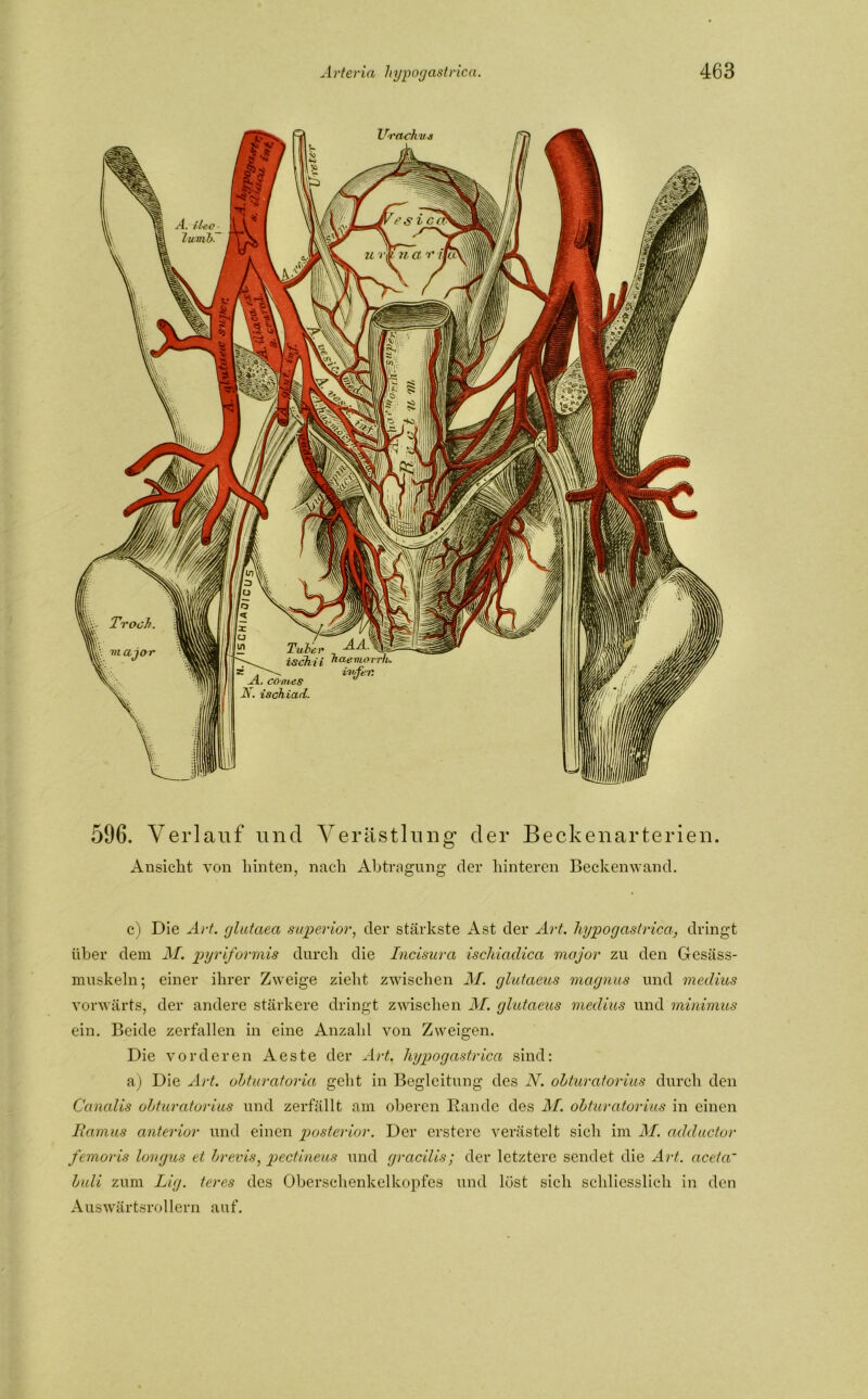 596. Verlauf und Verästlung der Beckenarterien. Ansicht von hinten, nach Abtragung der hinteren Beckenwand. c) Die Art. glutaea superior, der stärkste Ast der Art. hypogastrica, dringt über dem M. pyriformis durch die Incisura ischiaclica major zu den Gesäss- muskeln; einer ihrer Zweige zieht zwischen M. glutaeus magnus und meclius vorwärts, der andere stärkere dringt zwischen M. glutaeus meclius und minimus ein. Beide zerfallen in eine Anzahl von Zweigen. Die vorderen Aeste der Art. hypogastrica sind: a) Die Art. obturatoria geht in Begleitung des N. obturatorius durch den Canalis obturatorius und zerfällt am oberen Rande des M. obturatorius in einen Ramus anterior und einen posterior. Der erstere verästelt sich im M. adductor femoris longus et brevis, pectineus und gracilis; der letztere sendet die Art. aceta~ buli zum Lig. teres des Oberschenkelkopfes und löst sich schliesslich in den Auswärtsrollern auf.
