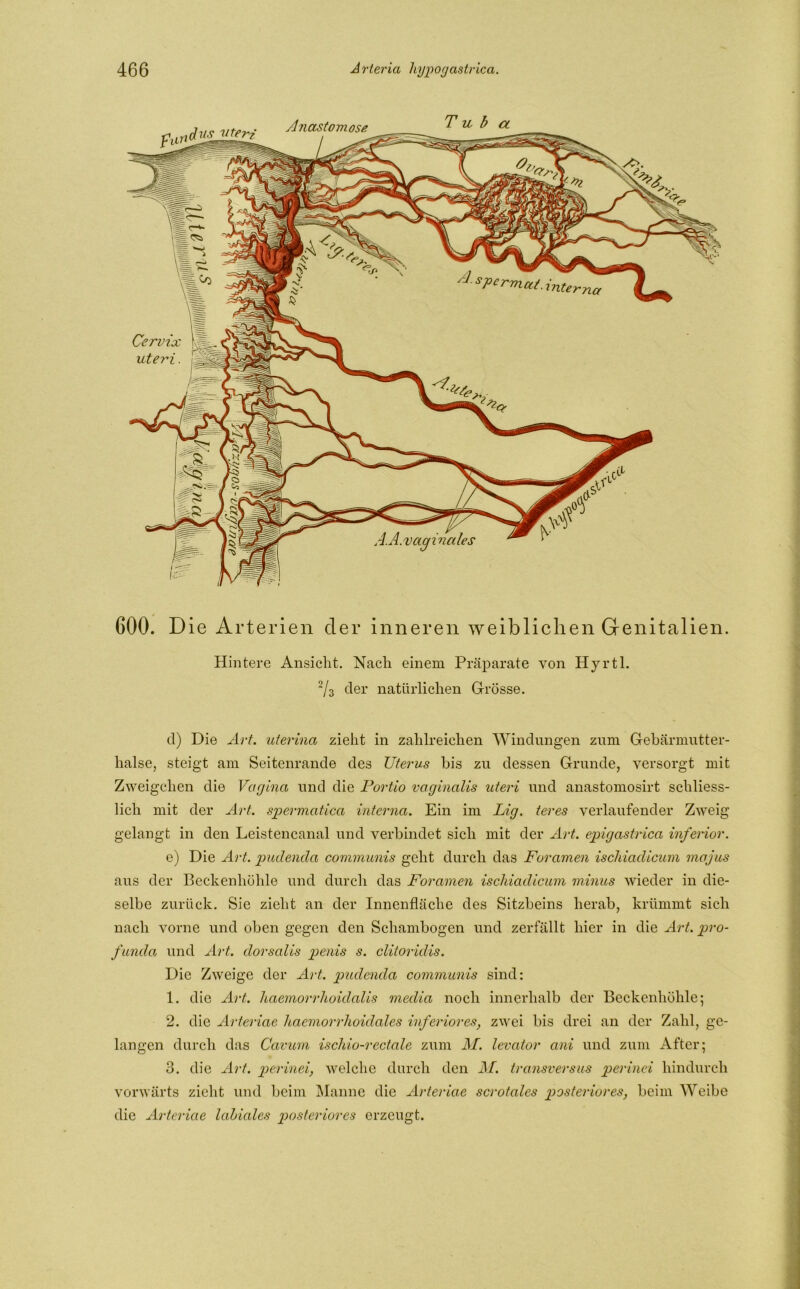 d xisuteri spcrnLctt. interna Cervix j uteri. 4.A.vaginales 600. D ie Arterien der inneren weiblichen Genitalien. Hintere Ansicht. Nach einem Präparate von Hyrtl. ~/z der natürlichen Grösse. d) Die Art. uterina zieht in zahlreichen Windungen zum Gebärmutter- halse, steigt am Seitenrande des Uterus bis zu dessen Grunde, versorgt mit Zweigehen die Vagina und die Portio vaginalis uteri und anastomosirt schliess- lich mit der Art. spermatica interna. Ein im Lig. teres verlaufender Zweig gelangt in den Leistencanal und verbindet sich mit der Art. epigastrica inferior. e) Die Art. pudenda communis geht durch das Foramen ischiadicum majus aus der Beckenhühle und durch das Foramen ischiadicum minus wieder in die- selbe zurück. Sie zieht an der Innenfläche des Sitzbeins herab, krümmt sich nach vorne und oben gegen den Schambogen und zerfällt hier in die Art. pro- funda und Art. dorsalis penis s. clitoridis. Die Zweige der Art. pudenda communis sind: 1. die Art. haemorrhoidalis media noch innerhalb der Beckenhöhle; 2. die Arteriae haemorrhoidales inferiores, zwei bis drei an der Zahl, ge- langen durch das Carum ischio-rectale zum M. levator ani und zum After; 3. die Art. perinei, welche durch den M. transversus perinei hindurch vorwärts zieht und beim Manne die Arteriae scrotales posteriores, beim Weibe die Arteriae labiales posteriores erzeugt. Anastomose