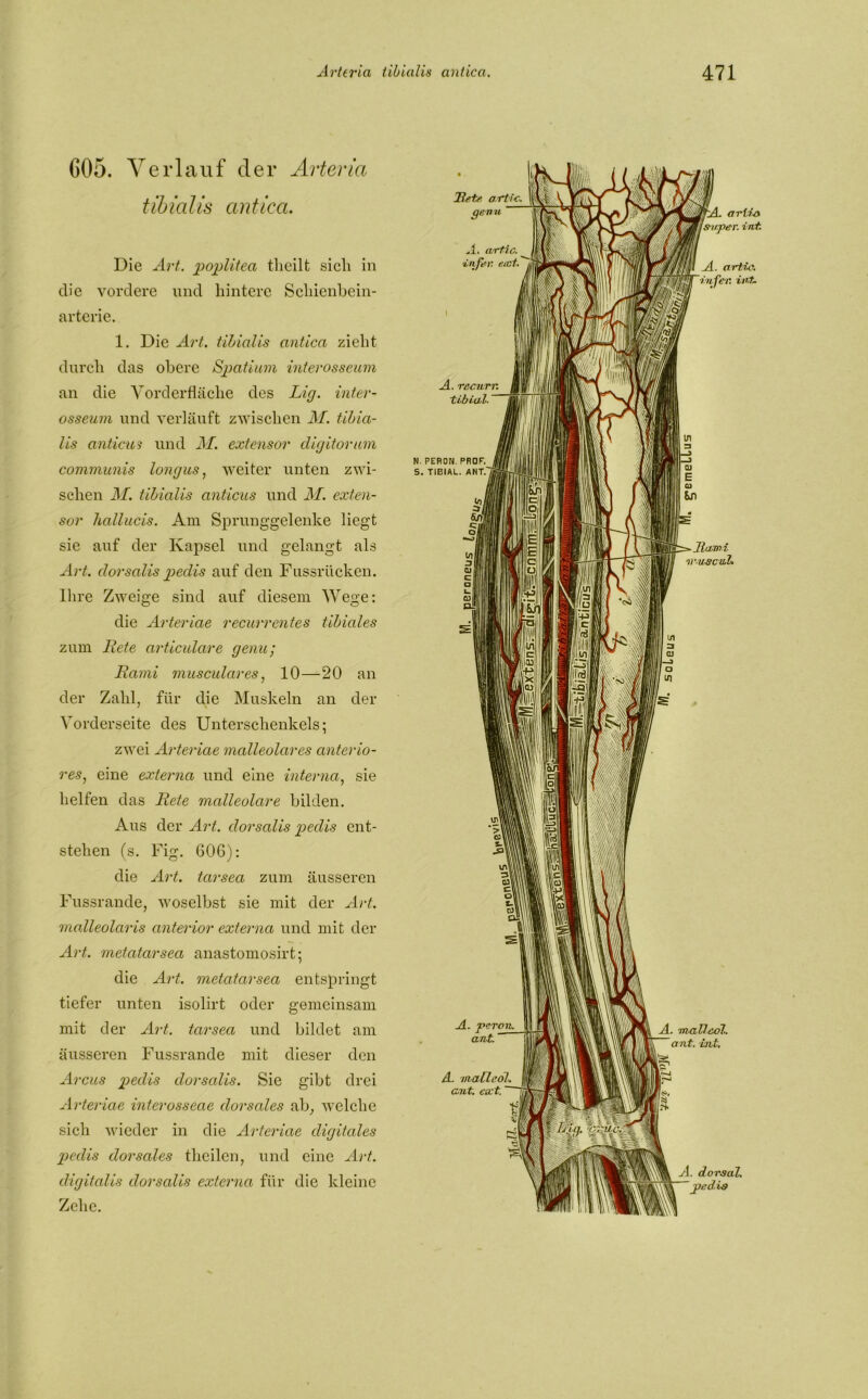 COS. Verlauf der Arterici tibialis antica. Die Art. poplitea theilt sich in die vordere und hintere Schienbein- arterie. 1. Die Art. tibialis antica zieht durch das obere Spatium interosseum an die Vorderfläche des Lig. inter- osseum und verläuft zwischen M. tibia- lis anticu3 und M. extensor digitorum communis longus, weiter unten zwi- schen M. tibialis anticus und M. exten- sor hallucis. Am Sprunggelenke liegt sie auf der Kapsel und gelangt als Art. dorsalis pedis auf den Fussrücken. Ihre Zweige sind auf diesem Wege: die Arteriae recurrentes tibiales zum Rete articulare genu; Rami musculares, 10—20 an der Zahl, für die Muskeln an der Vorderseite des Unterschenkels; zwei Arteriae malleolares anterio- res, eine externa und eine interna, sie helfen das Rete malleolare bilden. Aus der Art. dorsalis pedis ent- stehen (s. Fig. 606): die Art. tarsea zum äusseren Fussrande, woselbst sie mit der Art. malleolaris anterior externa und mit der Art. metatarsea anastomosirt; die Art. metatarsea entspringt tiefer unten isolirt oder gemeinsam mit der Art. tarsea und bildet am äusseren Fussrande mit dieser den Arcus pedis dorsalis. Sie gibt drei Arteriae interosseae dorsales ab, welche sich wieder in die Arteriae digitales pedis dorsales theilen, und eine Art. digitalis dorsalis externa für die kleine Zehe. M Pete artic. M aenu A . artic. _ •irifer. eiet. wA. arlfo jsuper, int A. artio. ~infer. int. A. recurr. tibial. ' N. PERON. PROF. S. TIBIAL. ANT.'; w/m <u Wi /■uvl. ihm. iw; X I *«0 ■ Jla/mi nruscul. Inäii m '\0T - re A. ■puren. ant. A. mall cot., 'ant. int. A. malL’ol. ant. erct.' p C/u). rn/iy.j. m A. dorsal. ~pedis ’ 1