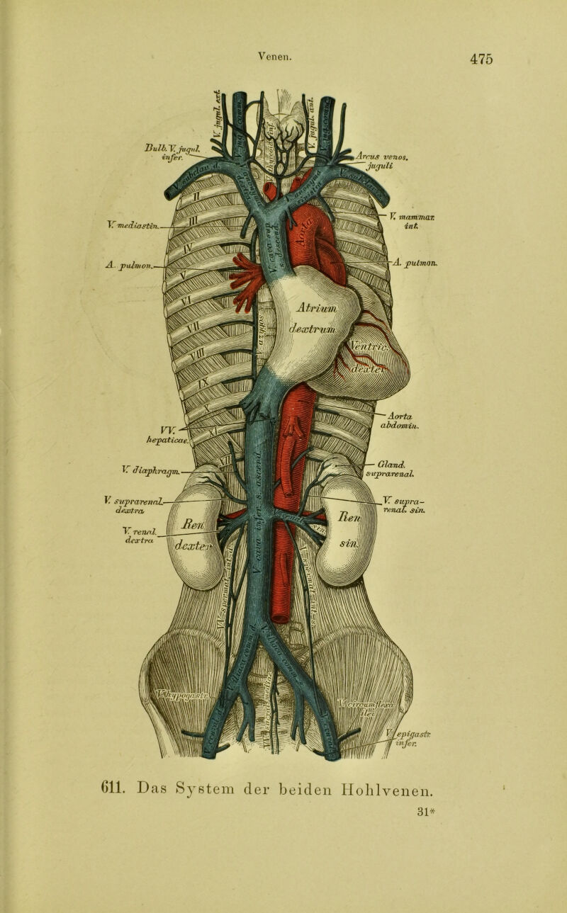 Bulb. ~V,jugu■, infer. ~~ Arrv^t venös, juyuli Tr med ia stin. A. jpulmon, V. mamnuiT. int -A. •pulmoTu V. s'i/prarenaL- deaftra. TT renal, dex treu. Tr diaphragm. 611. Das System der beiden Hohlvenen. 31-