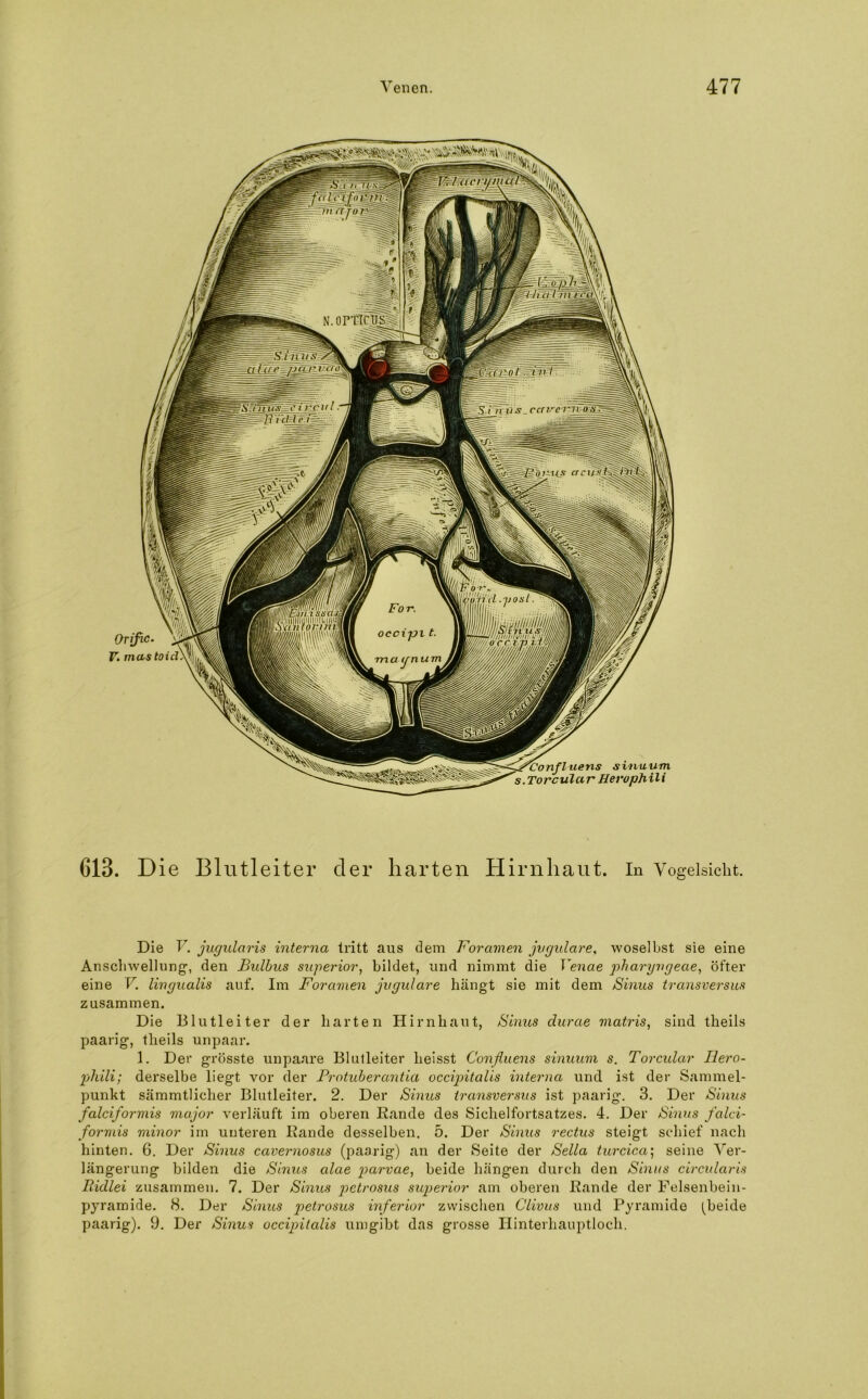 613. D ie Blutleiter der harten Hirnhaut. In Vogelsicht. Die V. jugularis interna tritt aus dem Foravien jvgulare, woselbst sie eine Anschwellung, den Bulbus superior, bildet, und nimmt die Venae pharyvgeae, öfter eine V. lingualis auf. Im Foravien jvgulare hängt sie mit dem Sinus transversus zusammen. Die Blutleiter der harten Hirnhaut, Sinus durae matris, sind tlieils paarig, tlieils unpaar. 1. Der grösste unpaare Blutleiter heisst Confluens sinuum s. Torcular Ilero- phili; derselbe liegt vor der Protuberantia occipitalis interna und ist der Sammel- punkt sämmtliclier Blutleiter. 2. Der Sinus transversus ist paarig. 3. Der Sinus falciformis major verläuft im oberen Eande des Sichelfortsatzes. 4. Der Sinus falci- formis minor im unteren Eande desselben. 5. Der Sinus rectus steigt schief nach hinten. 6. Der Sinus cavernosus (paarig) an der Seite der Sella turcica\ seine Ver- längerung bilden die Sinus alae parvae, beide hängen durch den Sinus circularis Ridlei zusammen. 7. Der Sinus petrosus superior am oberen Eande der Felsenbein- pyramide. 8. Der Sinus petrosus inferior zwischen Clivus und Pyramide (beide paarig). 9. Der Sinus occipitalis umgibt das grosse Hinterhauptloch.