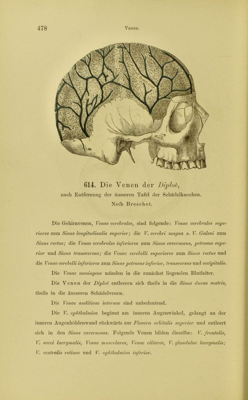 614. Die Venen der Diploe, nach Entfernung der äusseren Tafel der Schädelknochen. Nach Breschet. Die Gehirnvenen, Yenae cerebrales, sind folgende: Venae cerebrales supe- rior es zum Sinus longitudinalis superior; die V. cerebri magna s. V. Galeni zum Sinus rectus; die Venae cerebrales inferiores zum Sinus cavernosus, petrosus supe- rior und Sinus transversus; die Venae cerebelli superiores zum Sinus rectus und die Venae cerebelli inferiores zum Sinus petrosus inferior, transversus und occipitalis. Die Venae meningeae münden in die zunächst liegenden Blutleiter. Die Venen der Diploe entleeren sich theils in die Simts clurae matris, theils in die äusseren Schädelvenen. Die Venae auditivae interncie sind unbedeutend. Die V. ophthalmica beginnt am inneren Augenwinkel, gelangt an der inneren Augenhöhlenwand rückwärts zur Fissura orbitalis superior und entleert sich in den Sinus cavernosus. Folgende Venen bilden dieselbe: V. frontalis, V. sacci lacrymalis, Venae musculares, Venae ciliares, F. glandulae lacrymalis; F. centralis retinae und V. ophthalmica inferior.