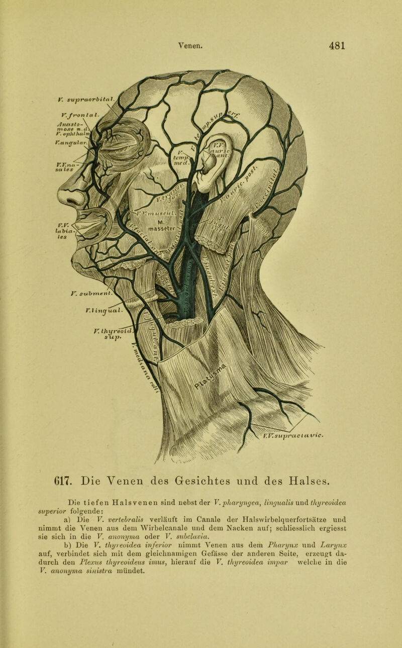V. supraorbital Jr. S'ubment. r.linjual- V.VZsuprucla.vxc. G17. Die Venen des Gesichtes und des Halses. Die tiefen Halsvenen sind nebst der V. pliaryngea, lingualis und thyreoidea superior folgende: a) Die V. vertebralis verläuft im Canale der Halswirbelquerfortsätze und nimmt die Venen aus dem Wirbelcanale und dem Nacken auf; schliesslich ergiesst sie sich in die V. cinonyma oder V. subclavia. b) Die V. thyreoidea inferior nimmt Venen aus dem Pharynx und Larynx auf, verbindet sich mit dem gleichnamigen Gefässe der anderen Seite, erzeugt da- durch den Plexus thyreoideus imus, hierauf die l7. thyreoidea impar welche in die V. anonyma sinistra mündet.