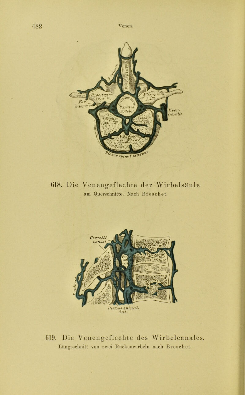 PZejc.spinul « int. ■Proc. trjins fei rers. Canal i> verlebt verteil Sjtinal.erterit _For.^ intervert Verr- ieb r ul vz 618. Die Yenengeflechte der Wirbelsäule am Querschnitte. Nach Br e sch et. Circellf veiinsi \ Plexus spinal, int. 619. Die Venengeflechte des Wirbelcanales. Längsschnitt von zwei Rückenwirbeln nach Br es ch et.