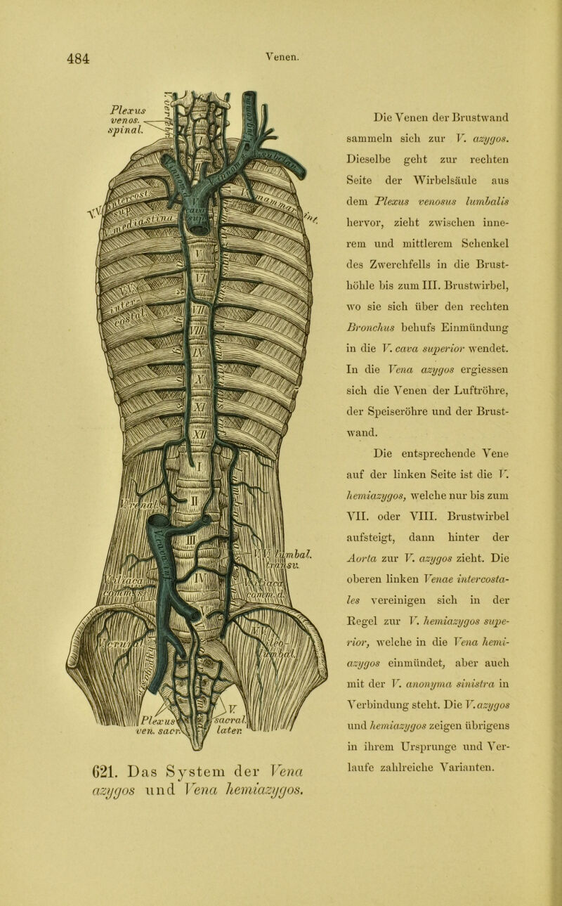 621. Das System der Vena azygos und Vena hemiazygos. Die Venen der Brustwand sammeln sich zur V. azycjos. Dieselbe geht zur rechten Seite der Wirbelsäule aus dem Plexus venosus lumbalis hervor, zieht zwischen inne- rem und mittlerem Schenkel des Zwerchfells in die Brust- höhle bis zum III. Brustwirbel, wo sie sich über den rechten Bronchus behufs Einmündung in die V. cava superior wendet. In die Vena azycjos ergiessen sich die Venen der Luftröhre, der Speiseröhre und der Brust- wand. Die entsprechende Vene auf der linken Seite ist die I’. hemiazygos, welche nur bis zum VII. oder VIII. Brustwirbel aufsteigt, dann hinter der Aorta zur V. azygos zieht. Die oberen linken Venae intercosta- les vereinigen sich in der Regel zur V. hemiazygos supe- rior, welche in die Vena hemi- azygos einmündet, aber auch mit der V. anonyma sinistra in Verbindung steht. Die V.azygos und hemiazygos zeigen übrigens in ihrem Ursprünge und Ver- laufe zahlreiche Varianten.