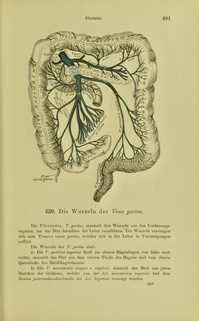 630. Die Wurzeln der Vena jportae. Die Pfortader, V. •portae, sammelt ihre Wurzeln aus den Verdauungs- Organen, um das Blut derselben der Leber zuzuführen. Die Wurzeln vereinigen sich zum Truncus vcnae portae, welcher sich in der Leber in Verzweigungen auflöst. Die Wurzeln der V. portae sind: a) Die V. gastrica superior läuft am oberen Magenbogen von links nach rechts, sammelt das Blut aus dem oberen Theile des Magens und vom oberen Querstücke des Zwölffingerdarmes. b) Die V. mesenterica magna s. superior sammelt das Blut aus jenen Bezirken der Gedärme, welche von der Art. mesenterica superior und dem Ramus pancreatico-duod’enalis der Art. hepatica versorgt wurden. 32*