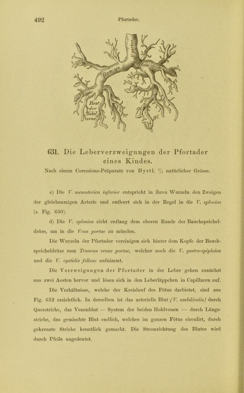 631. Die Leberverzweigungen der Pfortader eines Kindes. Nach einem Corrosions-Präparate von Hyrtl. i/2 natürlicher Grösse. c) Die V. mesenterica inferior entspricht in ihren Wurzeln den Zweigen der gleichnamigen Arterie und entleert sich in der Regel in die V. splenica (s. Fig. 630). d) Die V. splenica zieht entlang dem oberen Rande der Bauchspeichel- drüse, um in die Vena portae zu münden. Die Wurzeln der Pfortader vereinigen sich hinter dem Kopfe der Bauch- speicheldrüse zum Truncus venae portae, welcher noch die V. gastro-epiploica und die V. cystidis felleae aufnimmt. Die Verzweigungen der Pfortader in der Leber gehen zunächst aus zwei Aesten hervor und lösen sich in den Leberläppchen in Capillaren auf. Die Verhältnisse, welche der Kreislauf des Fötus darbietet, sind aus Fig. 632 ersichtlich. In derselben ist das arterielle Blut (V. umbilicalis) durch Querstriche, das Venenblut — System der beiden Hohlvenen — durch Längs- striche, das gemischte Blut endlich, welches im ganzen Fötus circulirt, durch gekreuzte Striche kenntlich gemacht. Die Stromrichtung des Blutes wird durch Pfeile angedeutet.
