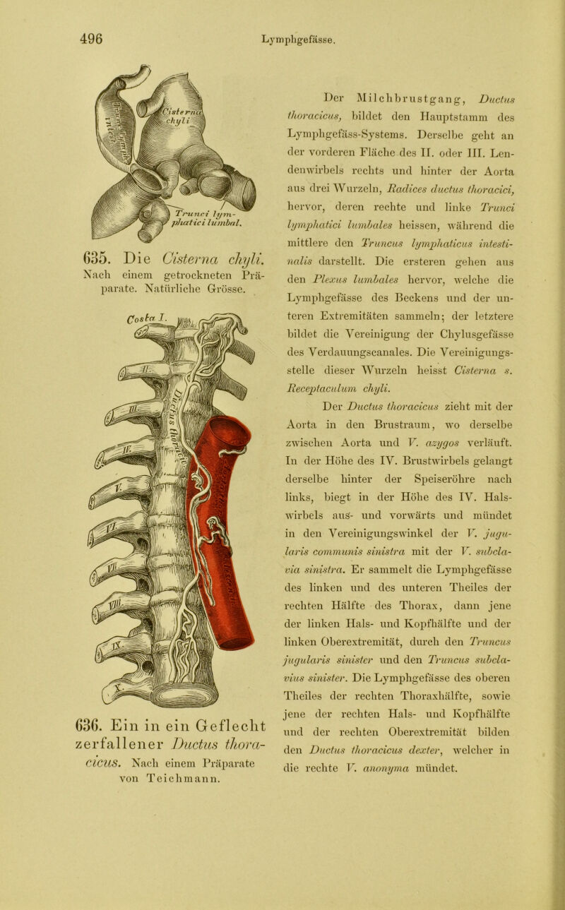 635. Die Öisternci chyli. Nach einem getrockneten Prä- parate. Natürliche Grösse. 636. Ein in ein Geflecht zerfallener Ductus thora- CICUS. Nach einem Präparate von Teichmann. Der Milchbrustgang, Ductus tlioracicus, bildet den Hauptstamm des Lymphgefäss-Systems. Derselbe geht an der vorderen Fläche des II. oder III. Len- denwirbels rechts und hinter der Aorta aus drei Wurzeln, Radices ductus tJioracici, hervor, deren rechte und linke Trunci lymphatici lumbales heissen, während die mittlere den Truncus lymphaticus intesti- nalis darstellt. Die ersteren gehen aus den Plexus lumbales hervor, welche die Lympligefässe des Beckens und der un- teren Extremitäten sammeln; der letztere bildet die Vereinigung der Chylusgefässe des Verdauungscanales. Die Vereinigungs- stelle dieser Wurzeln heisst Cisterna s. Receptaculum chyli. Der Ductus tlioracicus zieht mit der Aorta in den Brustraum, wo derselbe zwischen Aorta und V. azygos verläuft. In der Höhe des IV. Brustwirbels gelangt derselbe hinter der Speiseröhre nach links, biegt in der Höhe des IV. Hals- wirbels aus- und vorwärts und mündet in den Vereinigungswinkel der V. jugu- laris communis sinistra mit der V. subcla- via sinistra. Er sammelt die Lympligefässe des linken und des unteren Theiles der rechten Hälfte des Thorax, dann jene der linken Hals- und Kopfhälfte und der linken Oberextremität, durch den Truncus jugularis sinister und den Truncus subcla- vius sinister. Die Lympligefässe des oberen Theiles der rechten Thoraxhälfte, sowie jene der rechten Hals- und Kopfhälfte und der rechten Oberextremität bilden den Ductus tlioracicus dexter, welcher in die rechte V. anonyma mündet.