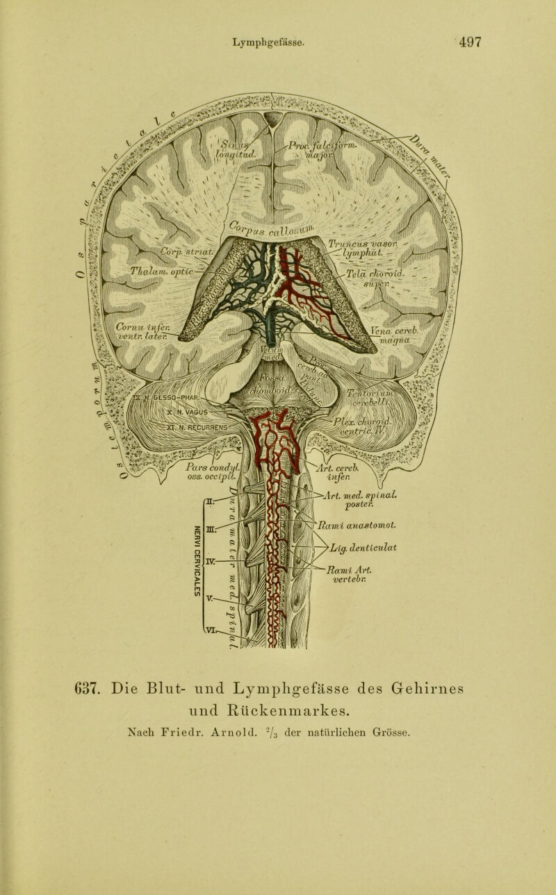 Idngitad. ;4'3ll ipilPlll«11'1 ■ ■ . 'pt/s catlö&töfi1 jpK Truncus vasor. lymphät. - Wmfjk^Telä diövoid. - suplr.•■■'■■ m? m »PP | Cormir infer. iwenir. late TT Jena cereb- v -mdgncc : RECURJENS AArt. cereb. infer. S^Art. med. spinal, poster. PRami anastomot. Pars condylM oss. occipit. tf >Lig. denticulat Rami Art. vertebr. 6B7. Die Blut- und Lymphgefässe des Gehirnes und Rückenmarkes. Nach Friedr. Arnold. 2/3 der natürlichen Grösse.
