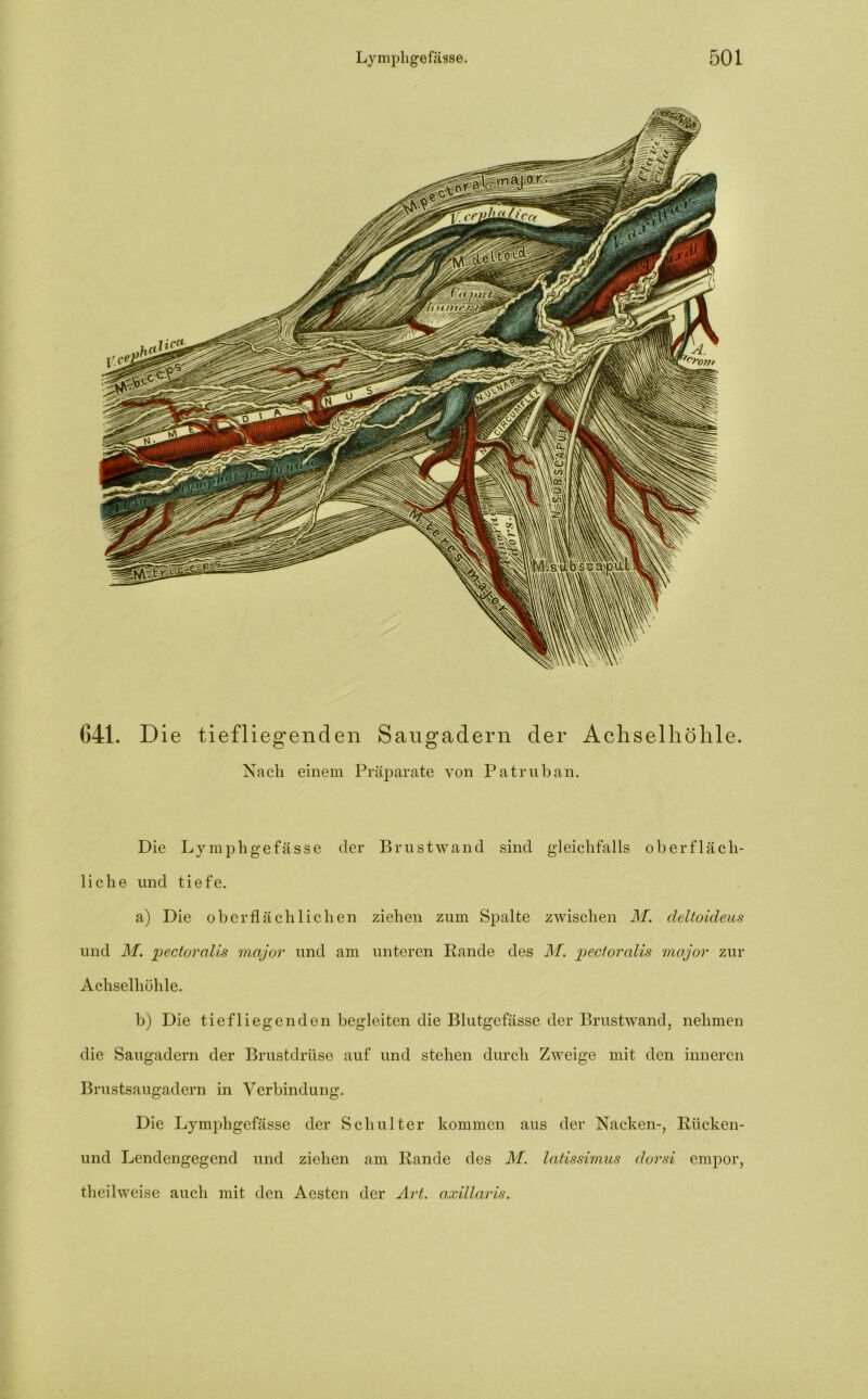 641. Die tiefliegenden Saugadern der Achselhöhle. Nach einem Präparate von Patruban. Die Lymphgefässe der Brustwand sind gleichfalls oberfläch- liche und tiefe. a) Die oberflächlichen ziehen zum Spalte zwischen M. deltoideus und M. pectoralis mcijor und am unteren Rande des M. pectoralis major zur Achselhöhle. b) Die tiefliegenden begleiten die Blutgefässe der Brustwand, nehmen die Saugadern der Brustdrüse auf und stehen durch Zweige mit den inneren Brustsaugadern in Verbindung. Die Lymphgefässe der Schulter kommen aus der Nacken-, Rücken- und Lendengegend und ziehen am Rande des M. latissimus dorsi empor, theilweise auch mit den Aesten der Art. axillaris.