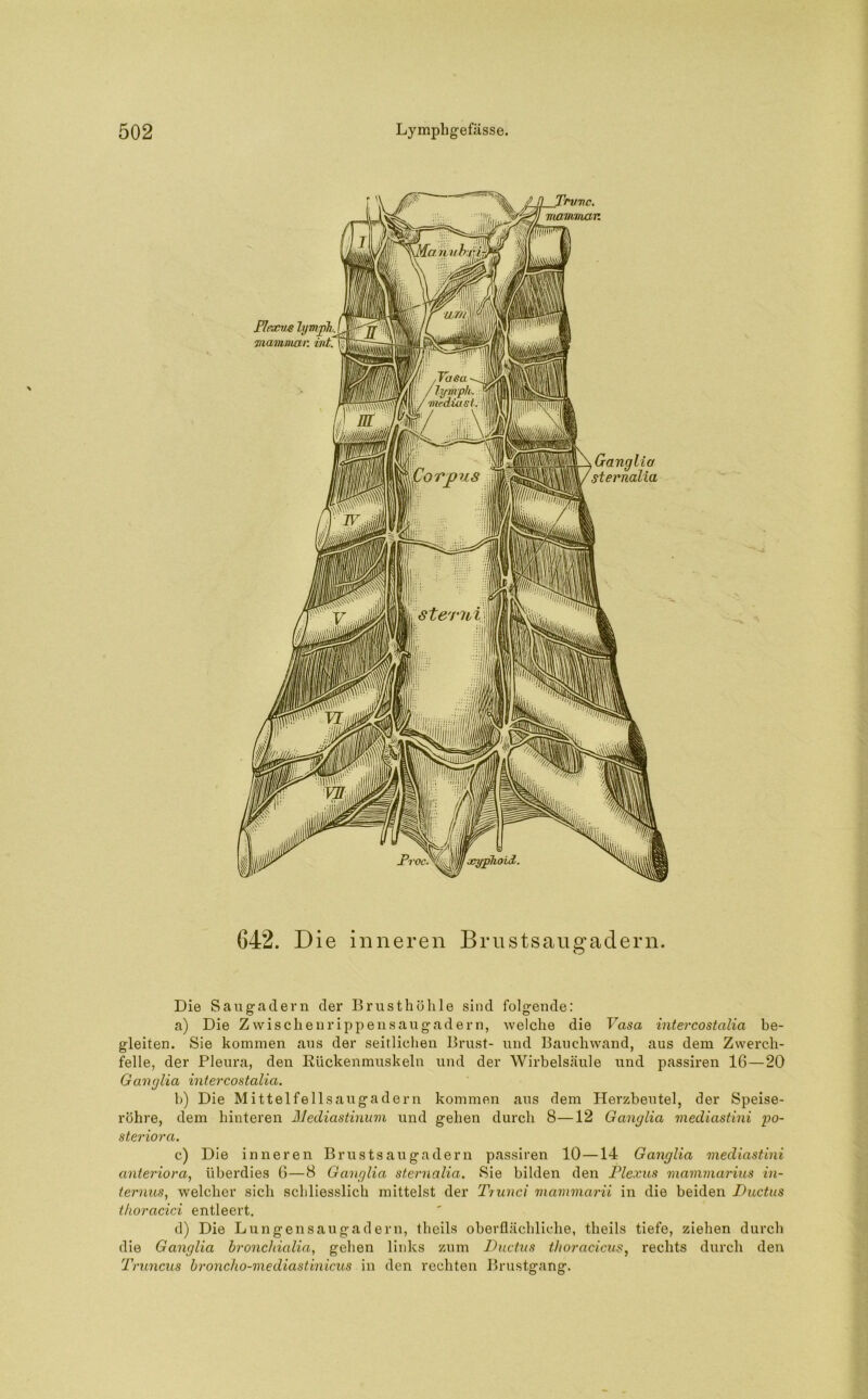 642. Die inneren Brustsauffadern. o Die Saugadern der Brusthöhle sind folgende: a) Die Zwischenrippensaugadern, welche die Vasa intercostalia be- gleiten. Sie kommen aus der seitlichen Brust- und Bauchwand, aus dem Zwerch- felle, der Pleura, den Rückenmuskeln und der Wirbelsäule und passiren 16—20 Ganglia intercostalia. b) Die Mittelfellsaugadern kommen aus dem Herzbeutel, der Speise- röhre, dem hinteren Mediastinum und gehen durch 8—12 Ganglia mediastini po- steriora. c) Die inneren Brustsaugadern passiren 10—14 Ganglia mediastini anteriora, überdies 6—8 Ganglia sternalia. Sie bilden den Plexus mammarius in- ternus, welcher sich schliesslich mittelst der Trunci mammarii in die beiden Ductus tkoracici entleert. d) Die Lungensaugadern, theils oberflächliche, theils tiefe, ziehen durch die Ganglia bronchialia, gehen links zum Ductus thoracicus, rechts durch den Truncus broncho-mediastinicus in den rechten Brustgang.