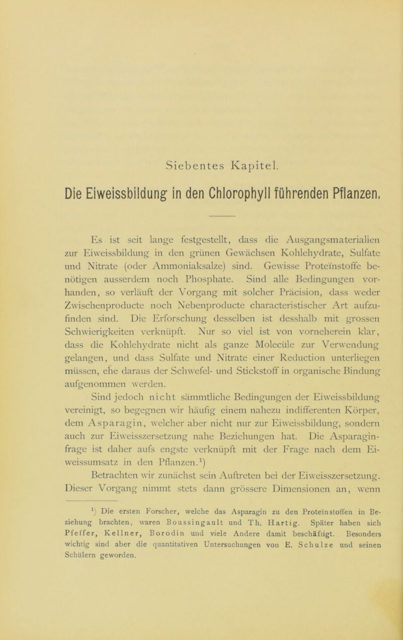 Siebentes Kapitel. Die Eiweissbiidung in den Chlorophyii führenden Pflanzen, Es ist seit lange festge.stcllt, dass die Au.sgangsmaterialien zur Eiweissbildung in den grünen Gewächsen Kohlehydrate, Sulfate und Nitrate (oder Ammoniaksalze) sind. Gewisse Proteihstofife be- nötigen ausserdem noch Phosphate. Sind alle Bedingungen \^or- handen, so verläuft der Vorgang mit solcher Präcision, dass weder Zwischenproducte noch Nebenproducte characteristischer Art aufzu- finden sind. Die Erforschung desselben ist desshalb mit grossen Schwierigkeiten verknüpft. Nur so viel ist von vorneherein klar, dass die Kohlehydrate nicht als ganze Molecüle zur Verwendung gelangen, und dass Sulfate und Nitrate einer Reduction unterliegen müssen, ehe daraus der Schwefel- und Stickstoff in organische Bindung aufgenommen werden. Sind jedoch nicht sämmtliche Bedingungen der Eiweissbildung vereinigt, so begegnen wir häufig einem nahezu indifferenten Körper, dem Asparagin, welcher aber nicht nur zur Phweissbildung, sondern auch zur Eiweisszersetzung nahe Beziehungen hat. Die Asparagin- frage ist daher aufs engste verknüpft mit der Frage nach dem Ei- weissumsatz in den Pflanzen.^) Betrachten wir zunächst sein Auftreten bei der Phweisszersetzung. Dieser Vorgang nimmt stets dann grössere Dimensionen an, wenn b Die ersten Forscher, welche das Asparagin zu den Protein stoffen in Be- ziehung brachten, waren Boussingault und Th. Hartig. Später haben sich Pfeffer, Kellner, Borodin und viele Andere damit beschäftigt. Besonders wichtig sind aber die quantitativen Untersuchungen von E. Schulze und seinen Schülern geworden.