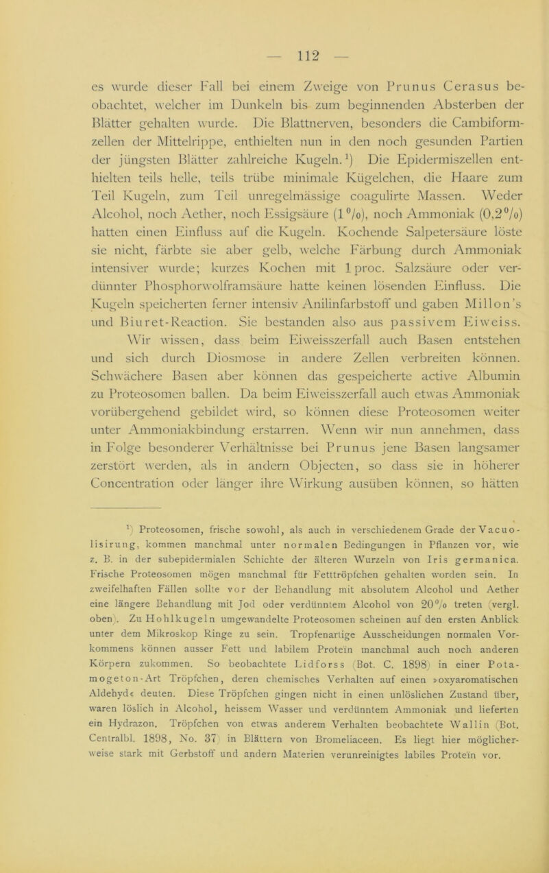es wurde dieser Full bei einem Zweige von Prunus Cerasus be- obachtet, welcher im Dunkeln bis zum beginnenden Absterben der Plätter gehalten wurde. Die Blattnerven, besonders die Cambiform- zellen der Mittelrippe, enthielten nun in den noch gesunden Partien der jüngsten Blätter zahlreiche Kugeln.^) Die Epidermiszellen ent- hielten teils helle, teils trübe minimale Kügelchen, die Haare zum Teil Kugeln, zum Teil unregelmässige coagulirte Massen. Weder Alcohol, noch Aether, noch lAsigsäure (l°/o), noch Ammoniak (0,2”/o) hatten einen lunfluss auf die Kugeln. Kochende Salpetersäure löste sie nicht, färbte sie aber gelb, welche Färbung durch Ammoniak intensiver wurde; kurzes Kochen mit 1 proc. Salzsäure oder ver- dünnter Phosphorwolframsäure hatte keinen lösenden Einfluss. Die Kugeln speicherten ferner intensiv Anilinfarbstoff und gaben Millon’s und Biuret-Reaction. Sie bestanden also aus passivem Pliweiss. Wir wissen, dass beim Eiweisszerfall auch Basen entstehen und sich durch Diosmose in andere Zellen verbreiten können. Schwächere Basen aber können das gespeicherte active Albumin zu Proteosomen ballen. Da beim Phweisszerfall auch etwas Ammoniak vorübergehend gebildet wird, so können diese Proteosomen weiter unter Ammoniakbindung erstarren. WAnn wir nun annehmen, dass in Folge besonderer Verhältnisse bei Prunus jene Basen langsamer zerstört werden, als in andern Objecten, so dass sie in höherer Concentration oder länger ihre Wirkung ausüben können, so hätten Proteosomen, frische sowohl, als auch in verschiedenem Grade derVacuo- lisirung, kommen manchmal unter normalen Bedingungen in Pflanzen vor, wie z. B. in der subepidermialen Schichte der älteren Wurzeln von Iris germanica. Frische Proteosomen mögen manchmal für Fetttröpfchen gehalten worden sein. In zweifelhaften Fällen sollte vor der Behandlung mit absolutem Alcohol und Aether eine längere Behandlung mit Jod oder verdünntem Alcohol von 20°/o treten ivergl. oben). Zu Hohlkugeln umgewandelte Proteosomen scheinen auf den ersten Anblick unter dem Mikroskop Ringe zu sein. Tropfenartige Ausscheidungen normalen Vor- kommens können ausser Fett und labilem Protein manchmal auch noch anderen Körpern zukommen. So beobachtete Lidforss (Bot. C. 1898) in einer Pota- mogeton-Art Tröpfchen, deren chemisches Verhalten auf einen »oxyaromatischen Aldehyd« deuten. Diese Tröpfchen gingen nicht in einen unlöslichen Zustand über, waren löslich in Alcohol, heissem Wasser und verdünntem Ammoniak und lieferten ein Hydrazon. Tröpfchen von etwas anderem Verhalten beobachtete Wallin (Bot. Centralbl. 1898, No. 37) in Blättern von Bromeliaceen. Es liegt hier möglicher- weise stark mit Gerbstoff und andern Materien verunreinigtes labiles Protein vor.