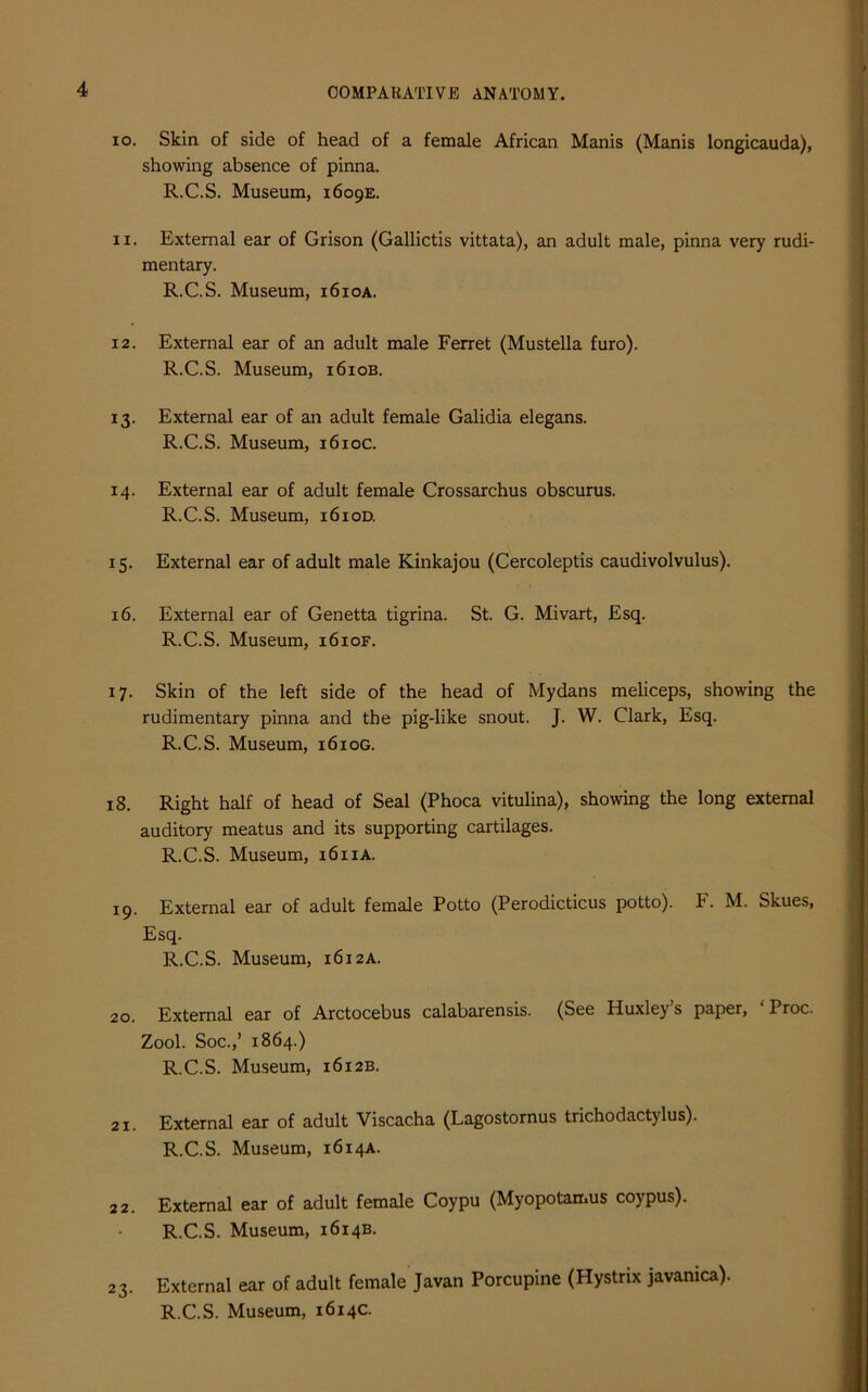 10. Skin of side of head of a female African Manis (Manis longicauda), showing absence of pinna. R.C.S. Museum, 1609E. 11. External ear of Grison (Gallictis vittata), an adult male, pinna very rudi- mentary. R.C.S. Museum, i6ioa. 12. External ear of an adult male Ferret (Mustella furo). R.C.S. Museum, 1610B. 13. External ear of an adult female Galidia elegans. R.C.S. Museum, 1610c. 14. External ear of adult female Crossarchus obscurus. R.C.S. Museum, 1610D. 15. External ear of adult male Kinkajou (Cercoleptis caudivolvulus). 16. External ear of Genetta tigrina. St. G. Mivart, Esq. R.C.S. Museum, 1610F. 17. Skin of the left side of the head of Mydans meliceps, showing the rudimentary pinna and the pig-like snout. J. W. Clark, Esq. R.C.S. Museum, 1610G. 18. Right half of head of Seal (Phoca vitulina), showing the long external auditory meatus and its supporting cartilages. R.C.S. Museum, 1611A. 19. External ear of adult female Potto (Perodicticus potto). F. M. Skues, Esq. R.C.S. Museum, 1612A. 20. External ear of Arctocebus calabarensis. (See Huxley’s paper, ‘ Proc. Zool. Soc.,’ 1864.) R.C.S. Museum, 1612B. 21. External ear of adult Viscacha (Lagostornus trichodactylus). R.C.S. Museum, 1614A. 22. External ear of adult female Coypu (Myopotamus coypus). R.C.S. Museum, 1614B. 23. External ear of adult female Javan Porcupine (Hystrix javanica).