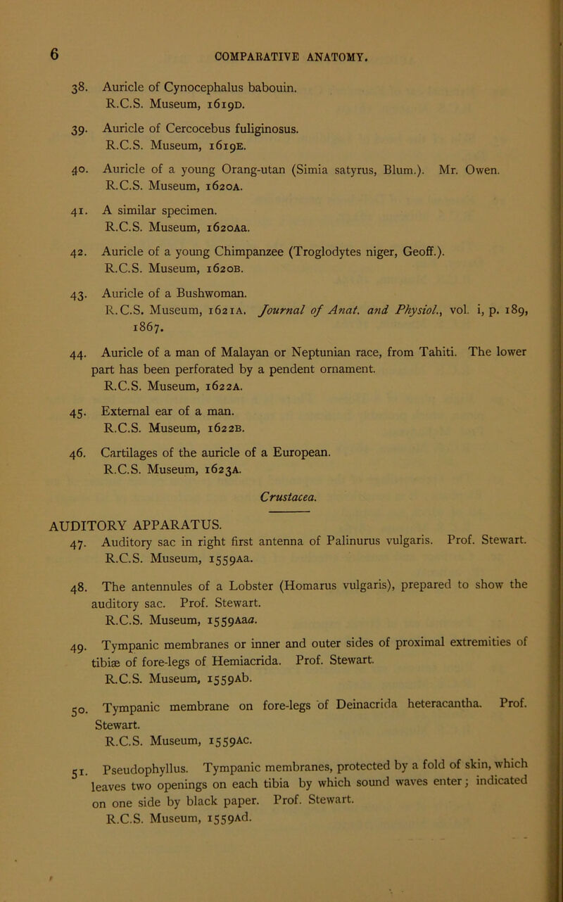 38. Auricle of Cynocephalus babouin. R.C.S. Museum, 1619D. 39. Auricle of Cercocebus fuliginosus. R.C.S. Museum, 1619E. 40. Auricle of a young Orang-utan (Simia satyrus, Blum.). Mr. Owen. R.C.S. Museum, 1620A. 41. A similar specimen. R.C.S. Museum, i620Aa. 42. Auricle of a young Chimpanzee (Troglodytes niger, Geoff.). R.C.S. Museum, 1620B. 43. Auricle of a Bushwoman. R.C.S. Museum, 1621A. Journal 0/ Anal, atid Physiol., vol. i, p. 189, 1867. 44. Auricle of a man of Malayan or Neptunian race, from Tahiti. The lower part has been perforated by a pendent ornament. R.C.S. Museum, 1622a. 45. External ear of a man. R.C.S. Museum, 1622B. 46. Cartilages of the auricle of a European. R.C.S. Museum, 1623A. Crustacea. AUDITORY APPARATUS. 47. Auditory sac in right first antenna of Palinurus vulgaris. Prof. Stewart. R.C.S. Museum, i559Aa. 48. The antennules of a Lobster (Homarus vulgaris), prepared to show the auditory sac. Prof. Stewart. R.C.S. Museum, i559Aaa. 49. Tympanic membranes or inner and outer sides of proximal extremities of tibiae of fore-legs of Hemiacrida. Prof. Stewart. R.C.S. Museum, i559Ab. 50. Tympanic membrane on fore-legs of Deinacrida heteracantha. Prof. Stewart. R.C.S. Museum, 1559AC. 51. Pseudophyllus. Tympanic membranes, protected by a fold of skin, which leaves two openings on each tibia by which sound waves enter; indicated on one side by black paper. Prof. Stewart.