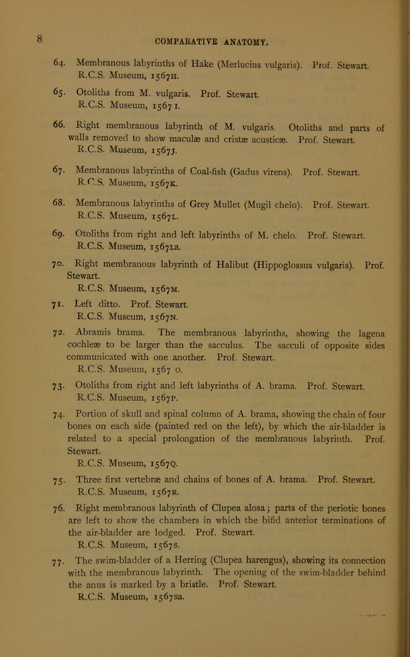 64. Membranous labyrinths of Hake (Merlucius vulgaris). Prof. Stewart. R.C.S. Museum, 1567H. 65. Otoliths from M. vulgaris. Prof. Stewart. R.C.S. Museum, 1567 1. 66. Right membranous labyrinth of M. vulgaris. Otoliths and parts of walls removed to show maculae and cristse acusticae. Prof. Stewart. R.C.S. Museum, 1567J. 67. Membranous labyrinths of Coal-fish (Gadus virens). Prof. Stewart. R.C.S. Museum, 1567K. 68. Membranous labyrinths of Grey Mullet (Mugil chelo). Prof. Stewart. R.C.S. Museum, 1567L. 69. Otoliths from right and left labyrinths of M. chelo. Prof. Stewart. R.C.S. Museum, 15671^. 7°. Right membranous labyrinth of Halibut (Hippoglossus vulgaris). Prof. Stewart. R.C.S. Museum, 1567M. 71. Left ditto. Prof. Stewart. R.C.S. Museum, 1567N. 72. Abramis brama. The membranous labyrinths, showing the lagena cochleae to be larger than the sacculus. The sacculi of opposite sides communicated with one another. Prof. Stewart. R.C.S. Museum, 1567 o. 73. Otoliths from right and left labyrinths of A. brama. Prof. Stewart. R.C.S. Museum, 1567P. 74. Portion of skull and spinal column of A. brama, showing the chain of four bones on each side (painted red on the left), by which the air-bladder is related to a special prolongation of the membranous labyrinth. Prof. Stewart. R.C.S. Museum, 1567Q. 75. Three first vertebrae and chains of bones of A. brama. Prof. Stewart. R.C.S. Museum, 1567R. 76. Right membranous labyrinth of Clupea alosa; parts of the periotic bones are left to show the chambers in which the bifid anterior terminations of the air-bladder are lodged. Prof. Stewart. R.C.S. Museum, 1567s. 77. The swim-bladder of a Herring (Clupea harengus), showing its connection with the membranous labyrinth. The opening of the swim-bladder behind the anus is marked by a bristle. Prof. Stewart.