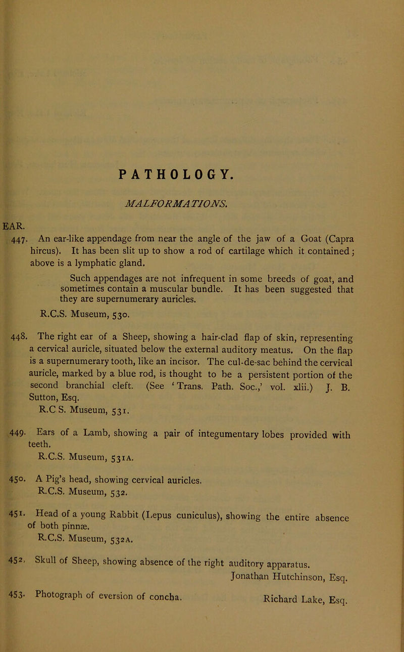 MALFORMA TIONS. EAR. 447. An ear-like appendage from near the angle of the jaw of a Goat (Capra hircus). It has been slit up to show a rod of cartilage which it contained; above is a lymphatic gland. Such appendages are not infrequent in some breeds of goat, and sometimes contain a muscular bundle. It has been suggested that they are supernumerary auricles. R.C.S. Museum, 530. 448. The right ear of a Sheep, showing a hair-clad flap of skin, representing a cervical auricle, situated below the external auditory meatus. On the flap is a supernumerary tooth, like an incisor. The cul-de-sac behind the cervical auricle, marked by a blue rod, is thought to be a persistent portion of the second branchial cleft. (See ‘Trans. Path. Soc.,’ vol. xlii.) J. B. Sutton, Esq. R.C S. Museum, 531. 449- Ears of a Lamb, showing a pair of integumentary lobes provided with teeth. R.C.S. Museum, 531A. 4S°* A Pig’s head, showing cervical auricles. R.C.S. Museum, 532. 45i- Head of a young Rabbit (I.epus cuniculus), showing the entire absence of both pinnae. R.C.S. Museum, 532A. 452. Skull of Sheep, showing absence of the right auditory apparatus. Jonathan Hutchinson, Esq. 453- Photograph of eversion of concha.