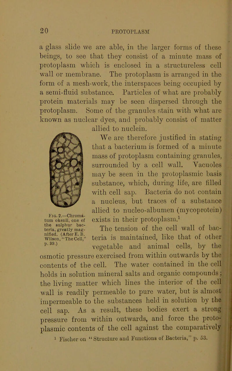 a glass slide we are able, in the larger forms of these beings, to see that they consist of a minute mass of protoplasm which is enclosed in a structureless cell wall or membrane. The protoplasm is arranged in the form of a mesh-worlc, the interspaces being occupied by a semi-fluid substance. Particles of what are probably protein materials may he seen dispersed through the protoplasm. Some of the granules stain with what are known as nuclear dyes, and pi'obably consist of matter allied to nuclein. We are therefore justified in stating that a bacterium is formed of a minute mass of protoplasm containing granules, surrounded by a cell wall. Vacuoles may be seen in the protoplasmic basis substance, which, during life, are filled with cell sap. Bacteria do not contain a nucleus, but traces of a substance allied to nucleo-albumen (mycoproteiu) exists in their protoplasm.^ The tension of the cell wall of bac- teria is maintained, like that of other vegetable and animal cells, by the osmotic pressure exercised from within outwards by the contents of the cell. The water contained in the cell holds in solution mineral salts and organic compounds; the living matter which lines the interior of the cell wall is readily permeable to pure water, but is almost impermeable to the substances held in solution by the cell sap. As a result, these bodies exert a strong pressure from within outwards, and force the proto- plasmic contents of the cell against the comparatively J 1 Fischer on “ Structure and Functions of Bacteria,” p. 53. | Fig. 2.—Chroma- tum okenli, one of the sulphur bac- teria, greatly mag- nified. (After E.B. Wilson, “The Cell,” p. 39.)
