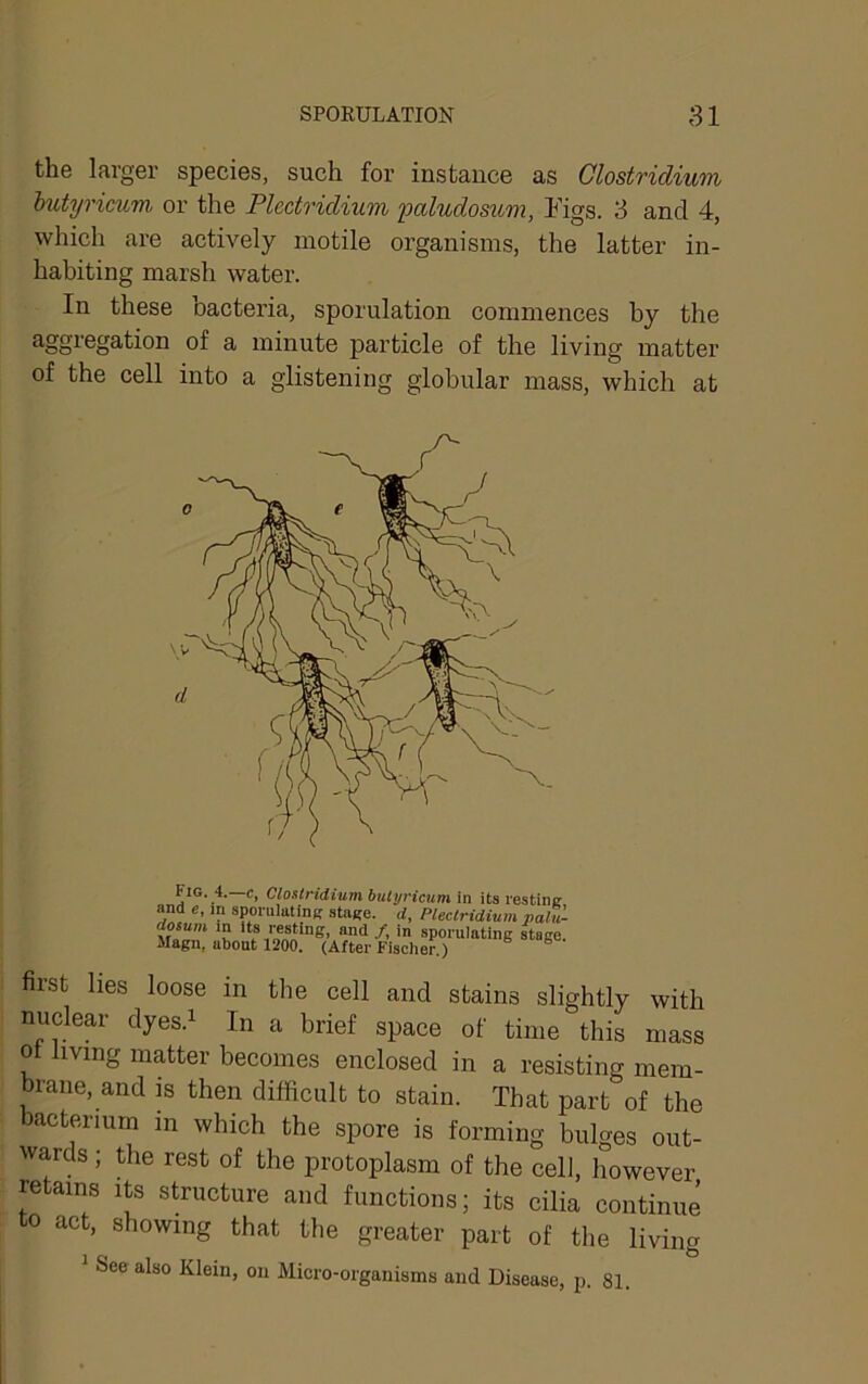 the larger species, such for instauce as Clostridium hutyricum, or the Plectridium 'paludosum, I'igs. 3 and 4, which are actively motile organisms, the latter in- habiting marsh water. In these bacteria, sporulation commences by the aggregation of a minute particle of the living matter of the cell into a glistening globular mass, which at first lies loose in the cell and stains slightly with nuclear dyes.i In a brief space of time this mass of living matter becomes enclosed in a resisting mem- brane, and is then difficult to stain. That part of the bacterium in which the spore is forming bulges out- wards ; the rest of the protoplasm of the cell, however retains iffi structure and functions; its cilia continue to act, showing that the greater part of the living ^ See also Klein, on Micro-organisms and Disease, j). 81. Fig. 4. c, Clostridium hutijricum in its restine id in Rnni'lllolltirr aforrA ^ m ^ Magn, about 1200. (After FUcher.)