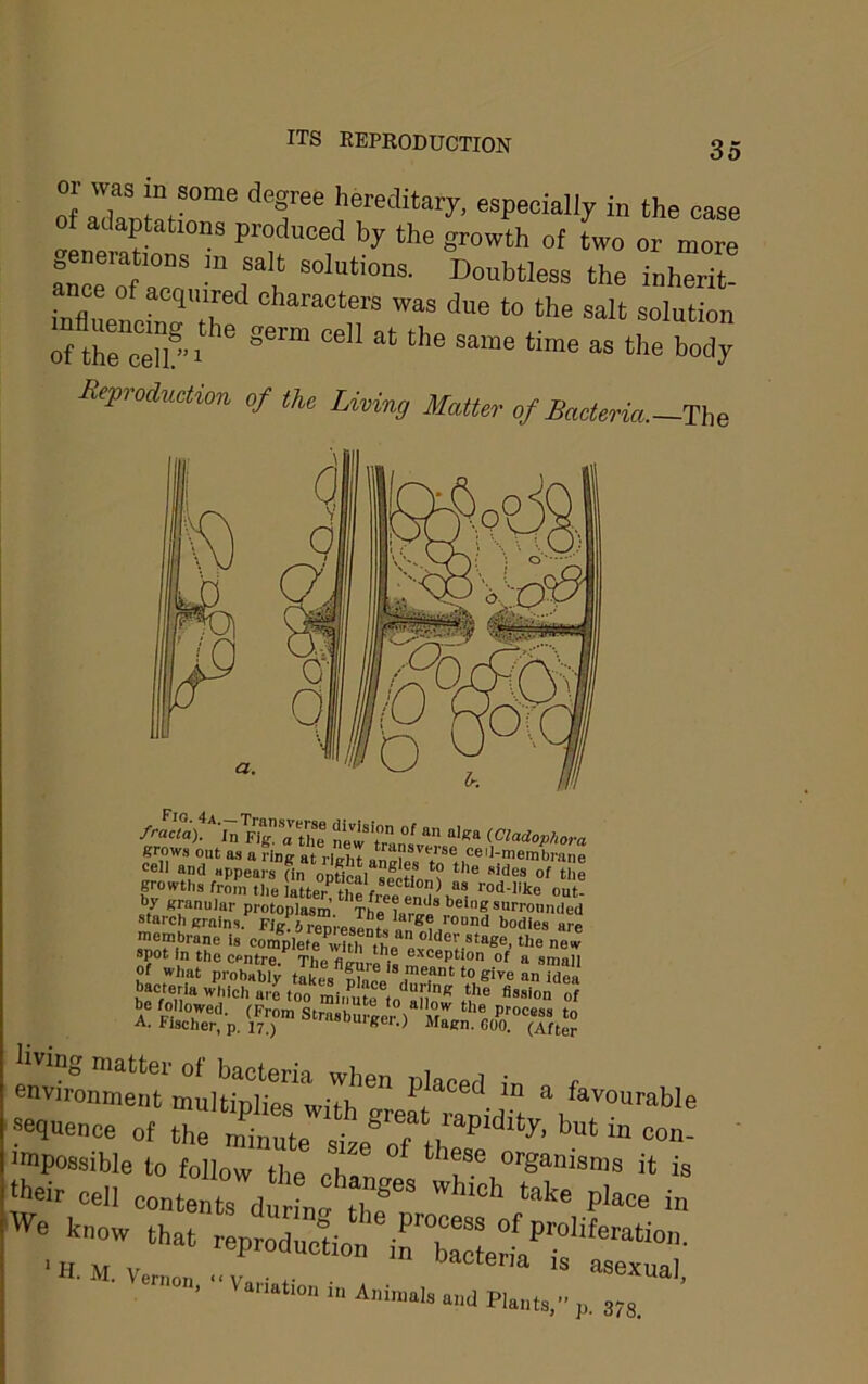 ITS REPRODUCTION 0 IdLTJn T ««pecially in the case of adaptations produced by the growth of two or more ^eneiations m salt solutions. Doubtless the inherit- iJnen^'T^ characters was due to the salt solution Tf t^e cTuu ® time as the body Reproduction of the Living Matter of Baeteria.~The fracta). In Fig. a the new tran ^ grows ont as a ring at right and appears (in opHcal sfeHon? «'e growths from tile iatterVthe freel?^ ‘>“‘- *7 granuiar protoplasm The starch grains. Fig. i renreaenf ^ *>odies are membrane is completl'^4h the evi ew spot in the centre. The figure is ® of a small of what probably takes nlneo i ““ Idea he'f ®n * '‘'■® ‘00 miimte lo^aMn ^ “®sion of A Fisclmr! p. vT «agm c„o:‘’Trfte? envimnmeS'mllfcfp'ii^^^  favourable ■sequence of the minute size°of th«e impossible to follow the chrn„ ‘''f.® °’’«™wms it is cell conte„rdu 2'' » '»• »■» .1..