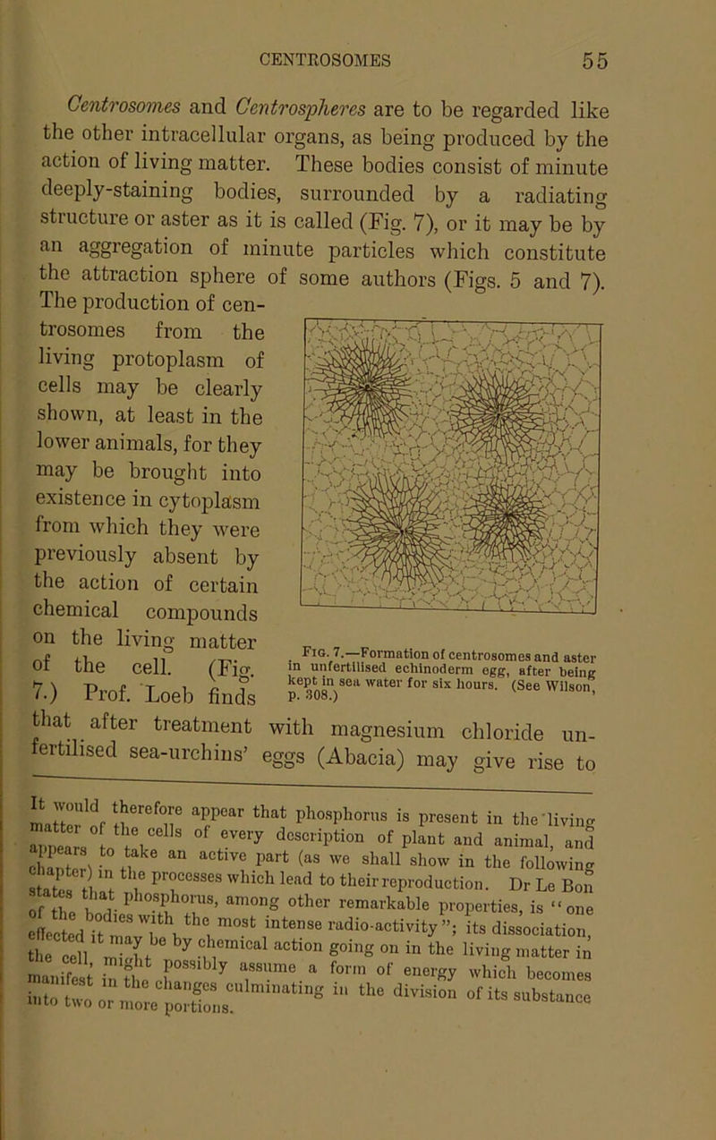 Centrosomes and GentrospJieres are to be regarded like the other intracellular organs, as being produced by the action of living matter. These bodies consist of minute deeply-staining bodies, surrounded by a radiating structure or aster as it is called (Fig. 7), or it may be by an aggregation of minute particles which constitute the attraction sphere of some authors (Figs. 5 and 7). The production of cen- trosomes from the living protoplasm of cells may be clearly shown, at least in the lower animals, for they may be brought into existence in cytoplasm from which they were previously absent by the action of certain chemical compounds on the living matter , r. of the cell. (Ficr 7.) Prof. Loeb finds that after treatment with magnesium chloride un- fertilised sea-urchins’ eggs (Abacia) may give rise to It vould therefore appear that pho.sphorus is present in the'livinfi TnearVl description of plant and animal, and chanlV the following tThZ r theirreproduetion. Dr Le Bon of irbodinf 7i. r'’ ^^“‘^'•h-hle properties, is “one ole edYt radio-activity”; its dissociation, tl.e cell ^ M f on in the living matter in -anS rntLr hich becomes